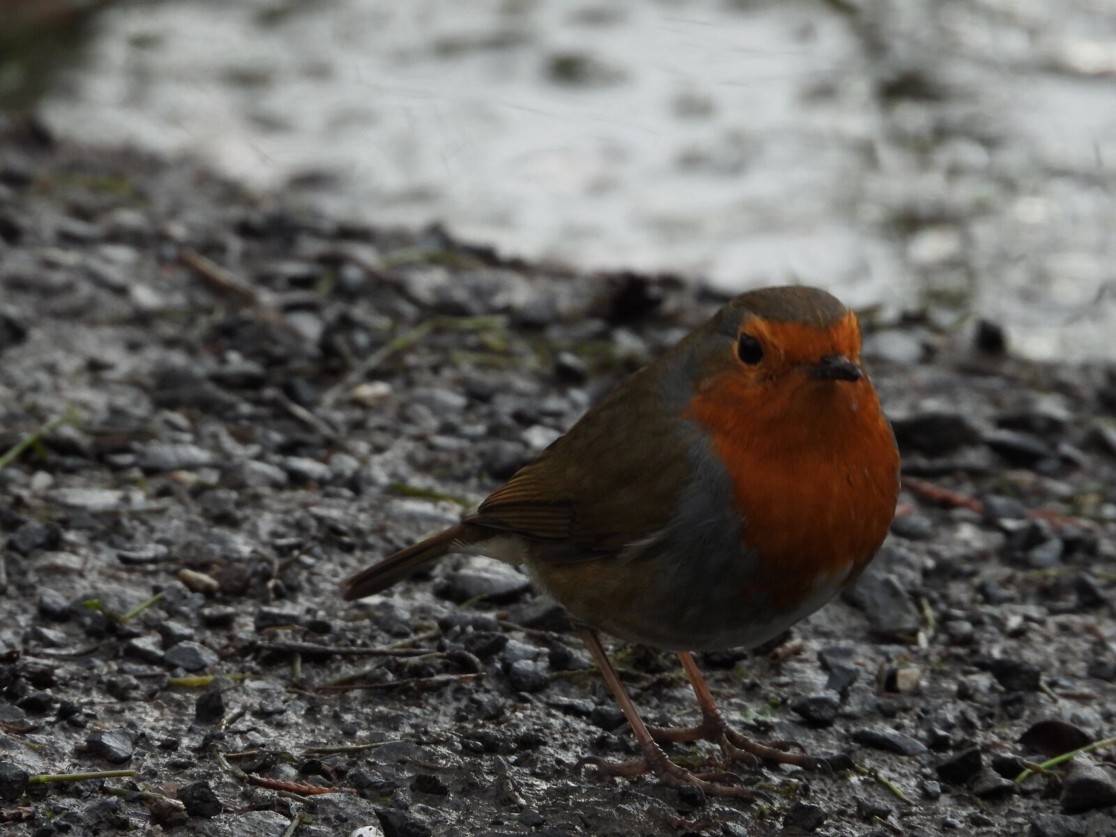 Nikon Coolpix P1000 sample photo. Robin, animal, bird photography