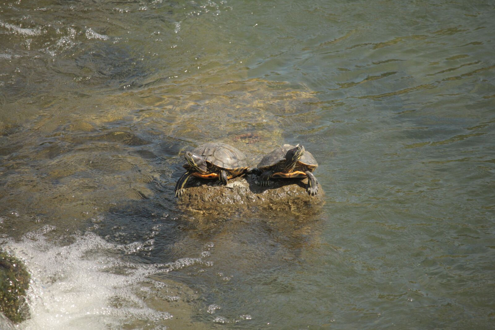Canon EF-S 55-250mm F4-5.6 IS STM sample photo. Turtle, reptiles, river photography