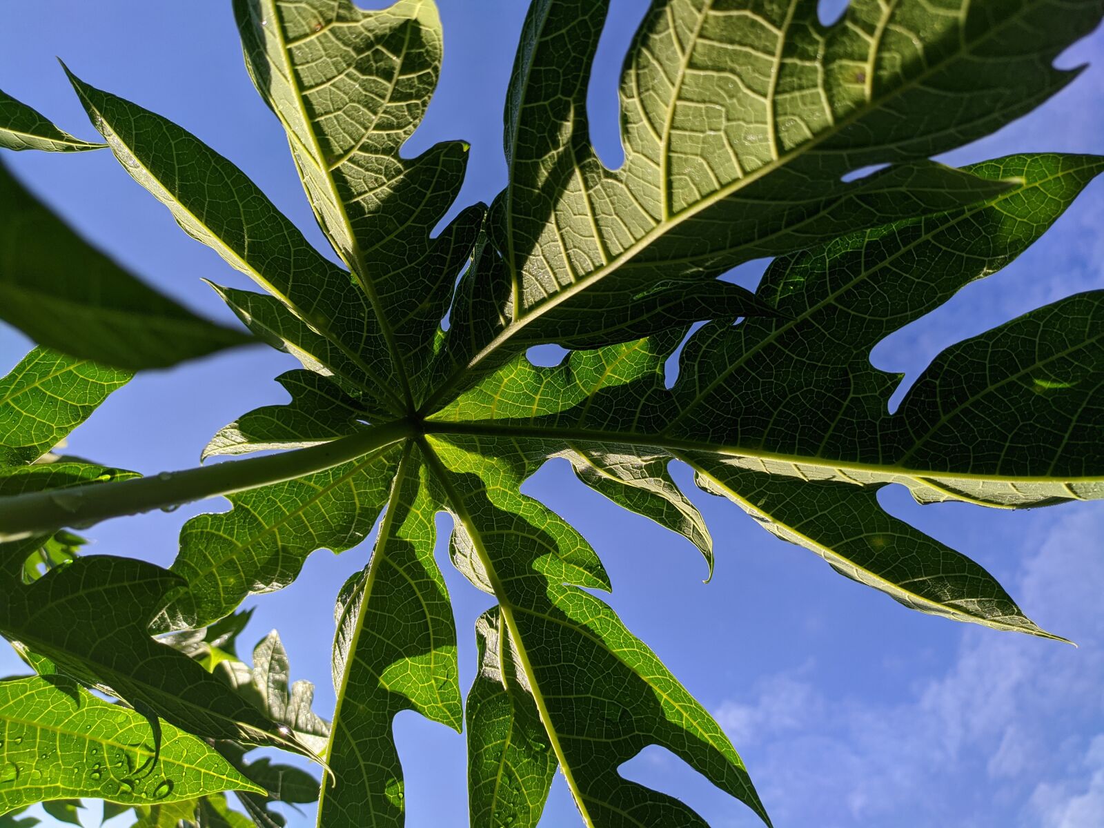 Xiaomi Redmi Note 7 sample photo. Sky, leaf, the foliage photography
