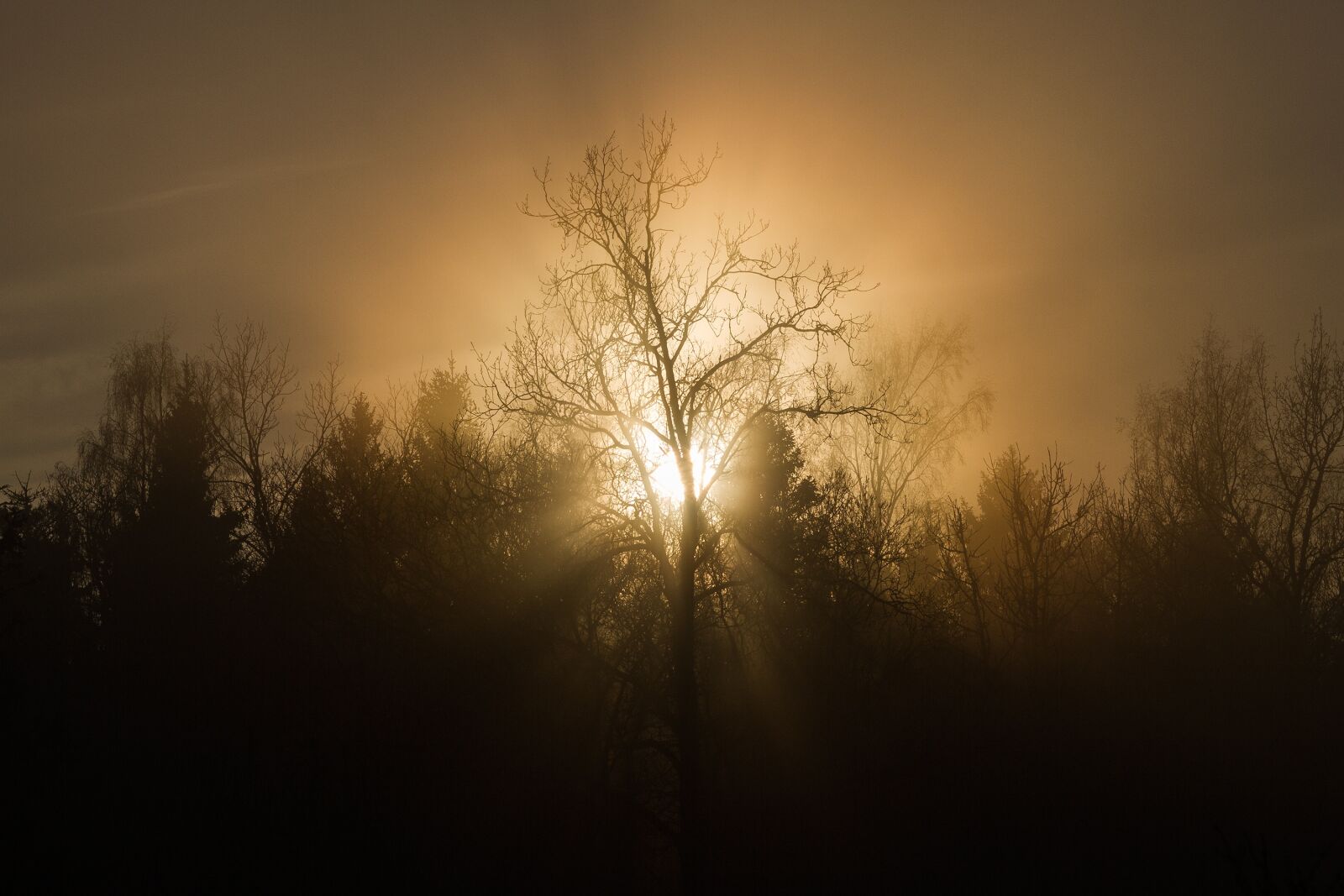Canon EOS 7D + Canon EF 85mm F1.2 sample photo. Sunset, trees, mist photography