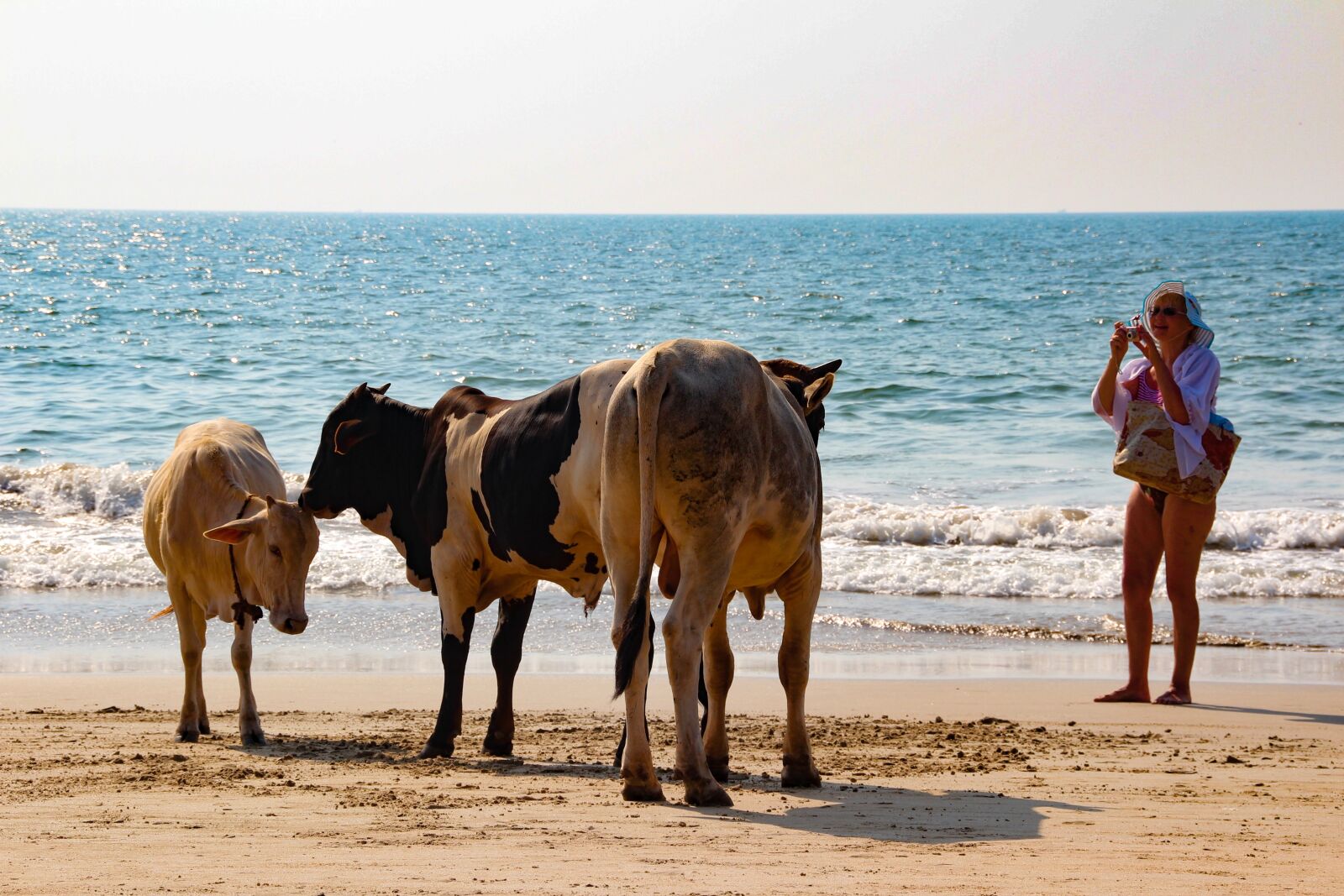 Sigma 18-250mm F3.5-6.3 DC OS HSM sample photo. India, cows, beach photography