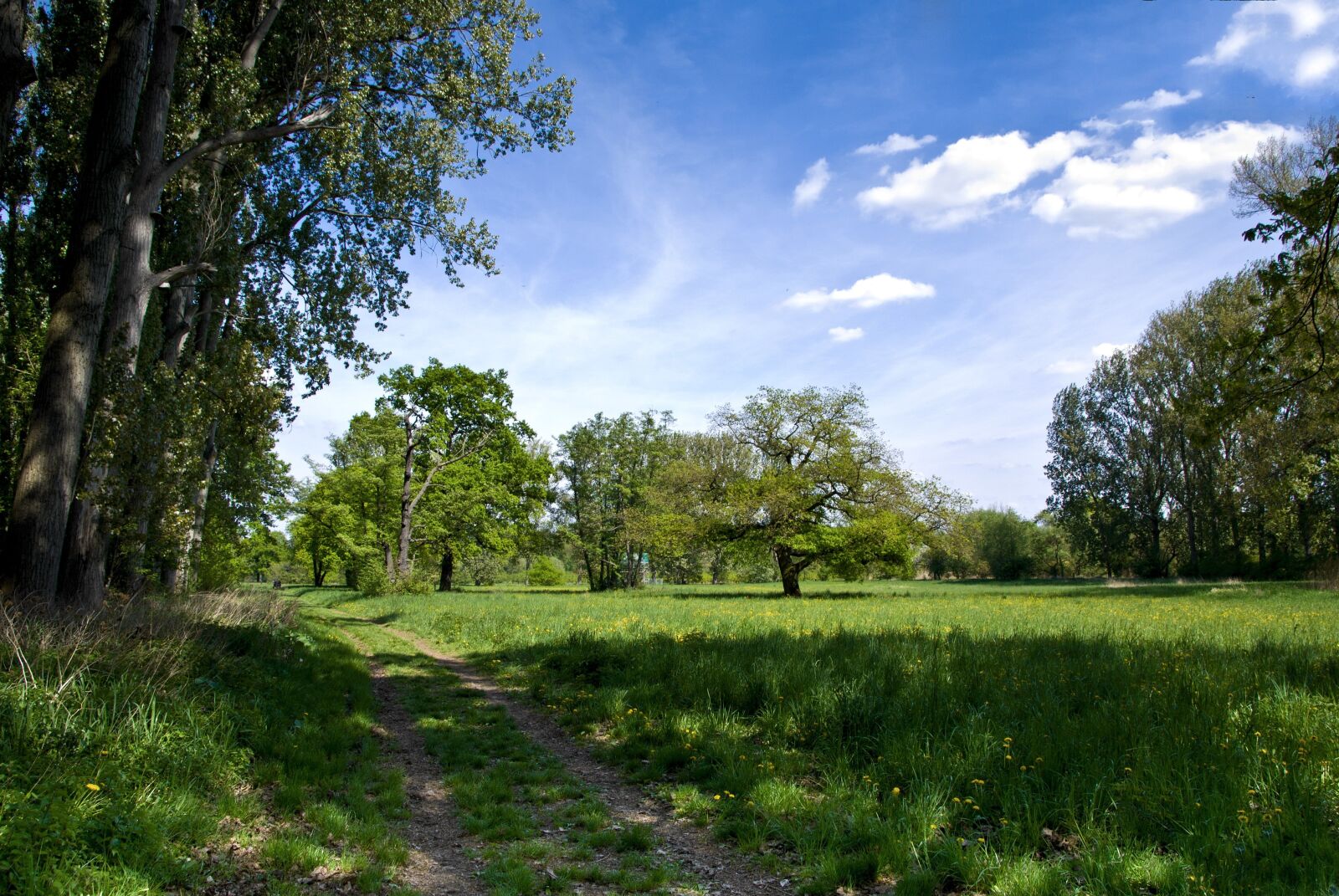 Sony Alpha DSLR-A100 sample photo. Nature, tree, grass photography