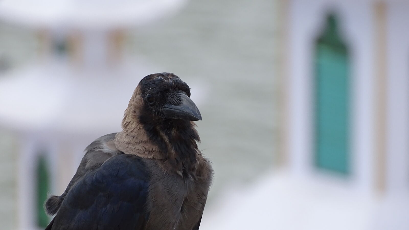 Sony Cyber-shot DSC-HX400V sample photo. Bird, eyes, close, up photography