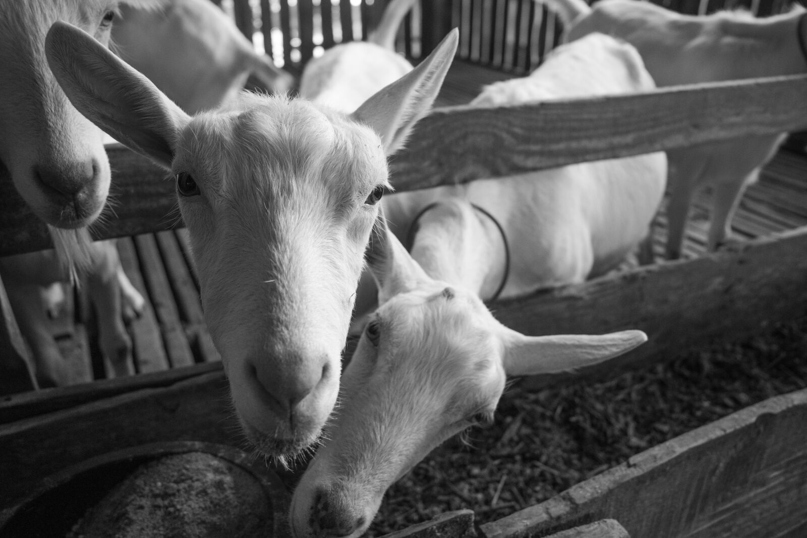 Ricoh GR IV MONOCHROME sample photo