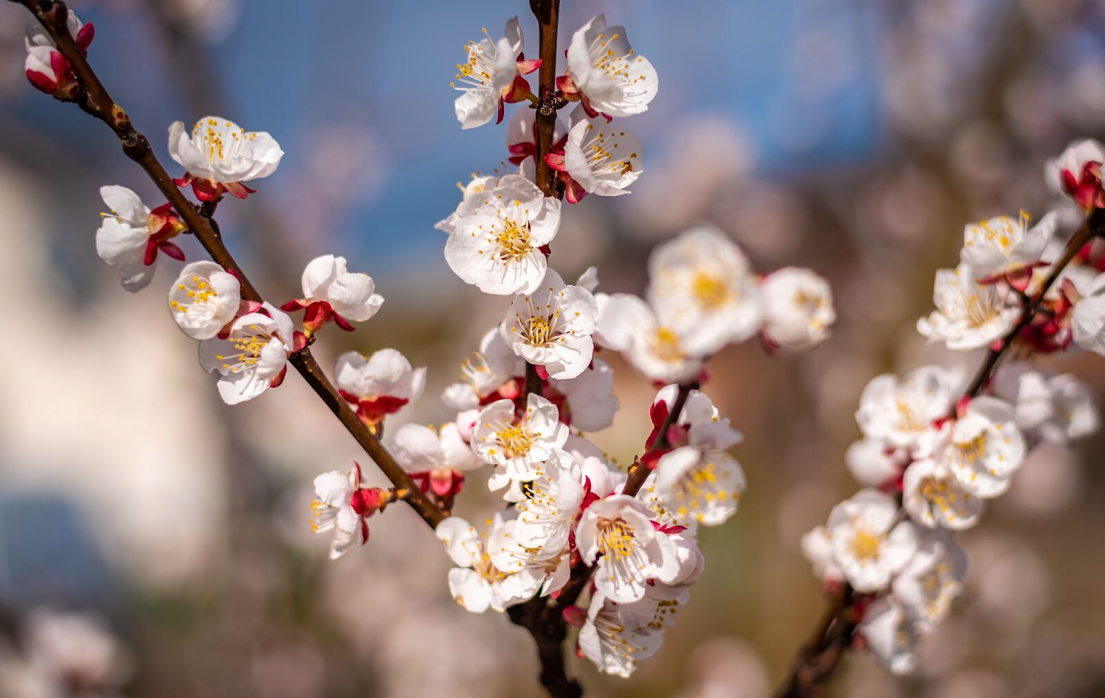 Nikon D750 sample photo. Flowers, spring, apricots photography