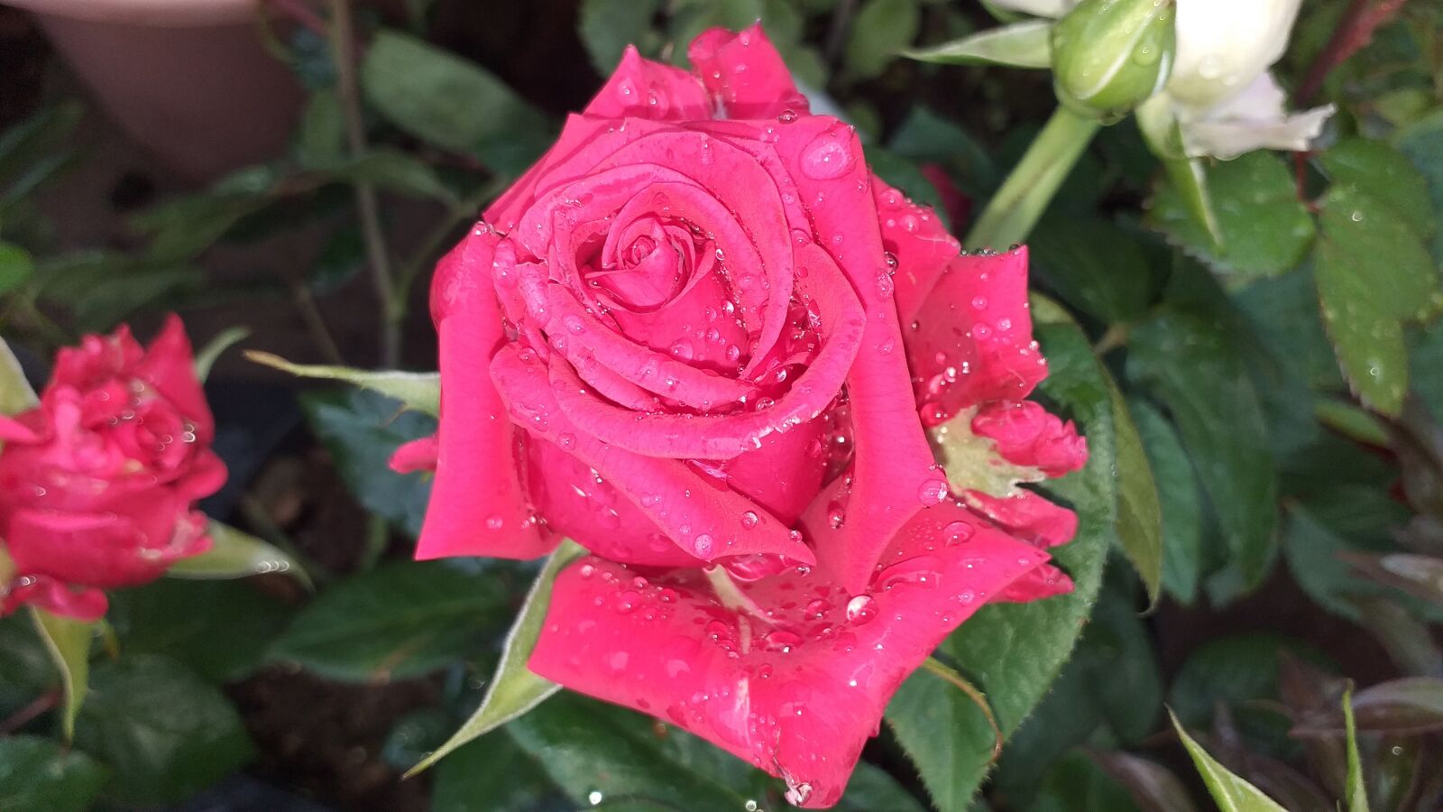 Samsung Galaxy J4+ sample photo. Rose, spring, flowers photography