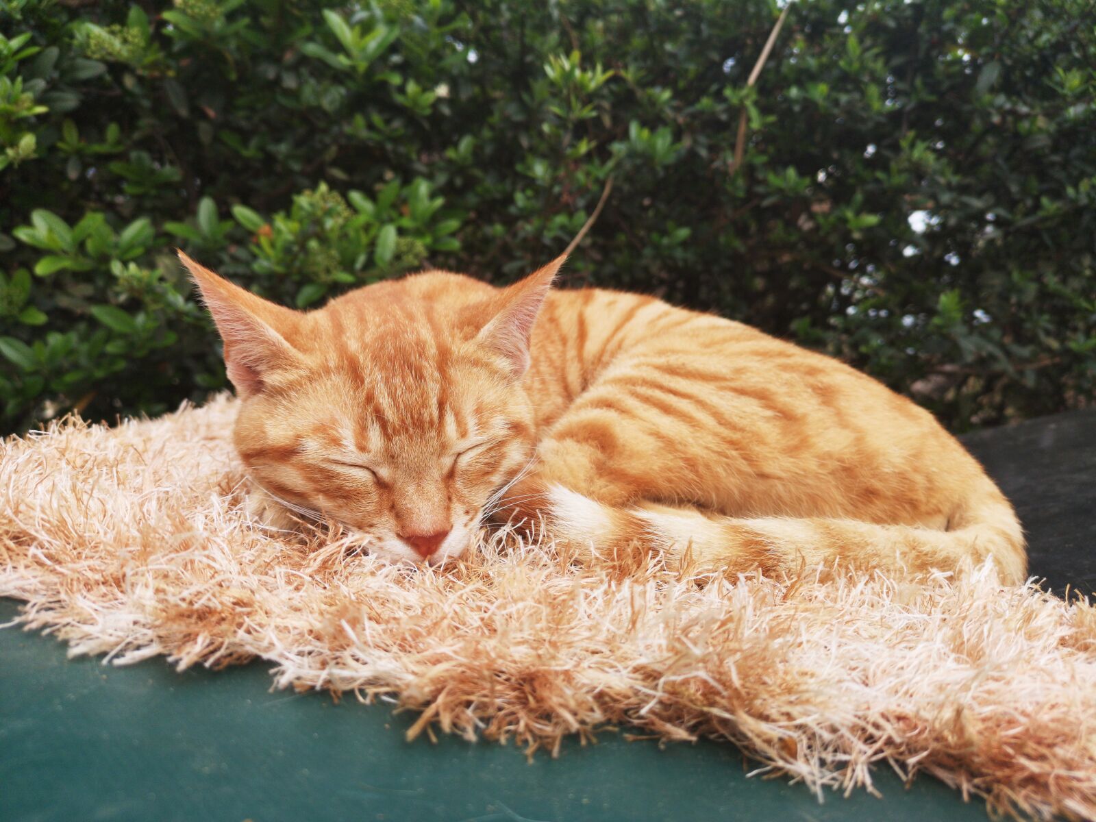 HUAWEI CLT-L09 sample photo. Yellow, cat, cute photography
