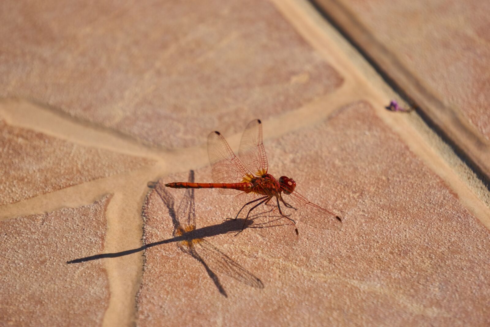 Sony a6000 sample photo. Dragonfly, insect, macro photography