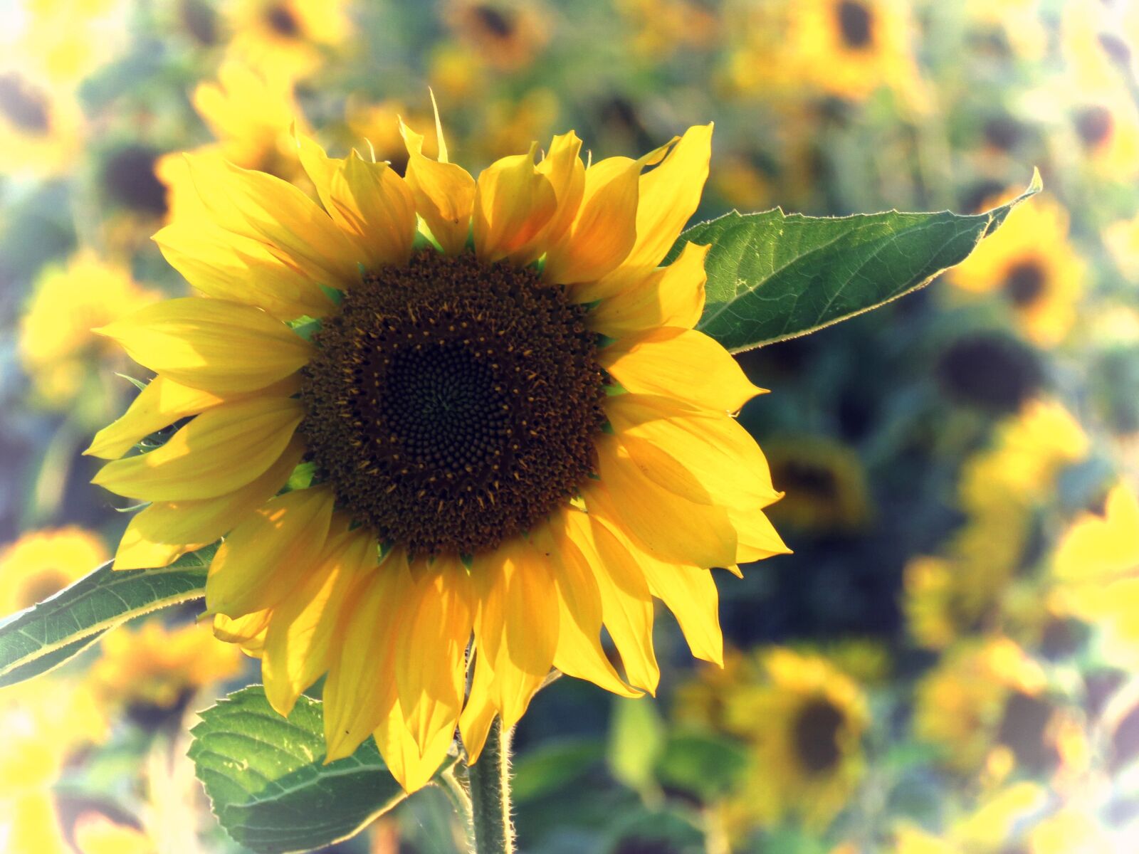 Canon PowerShot SX60 HS sample photo. Sunflower, yellow, sunflower field photography