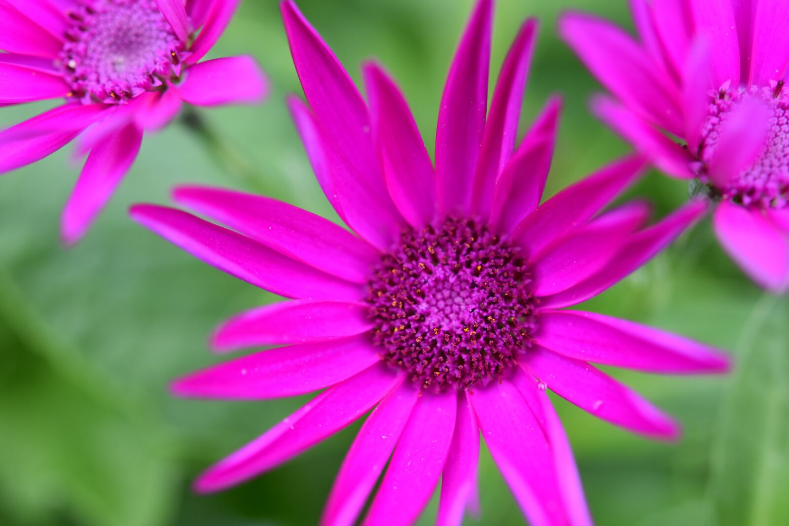 Nikon D5600 sample photo. Flower, flower color fushia photography