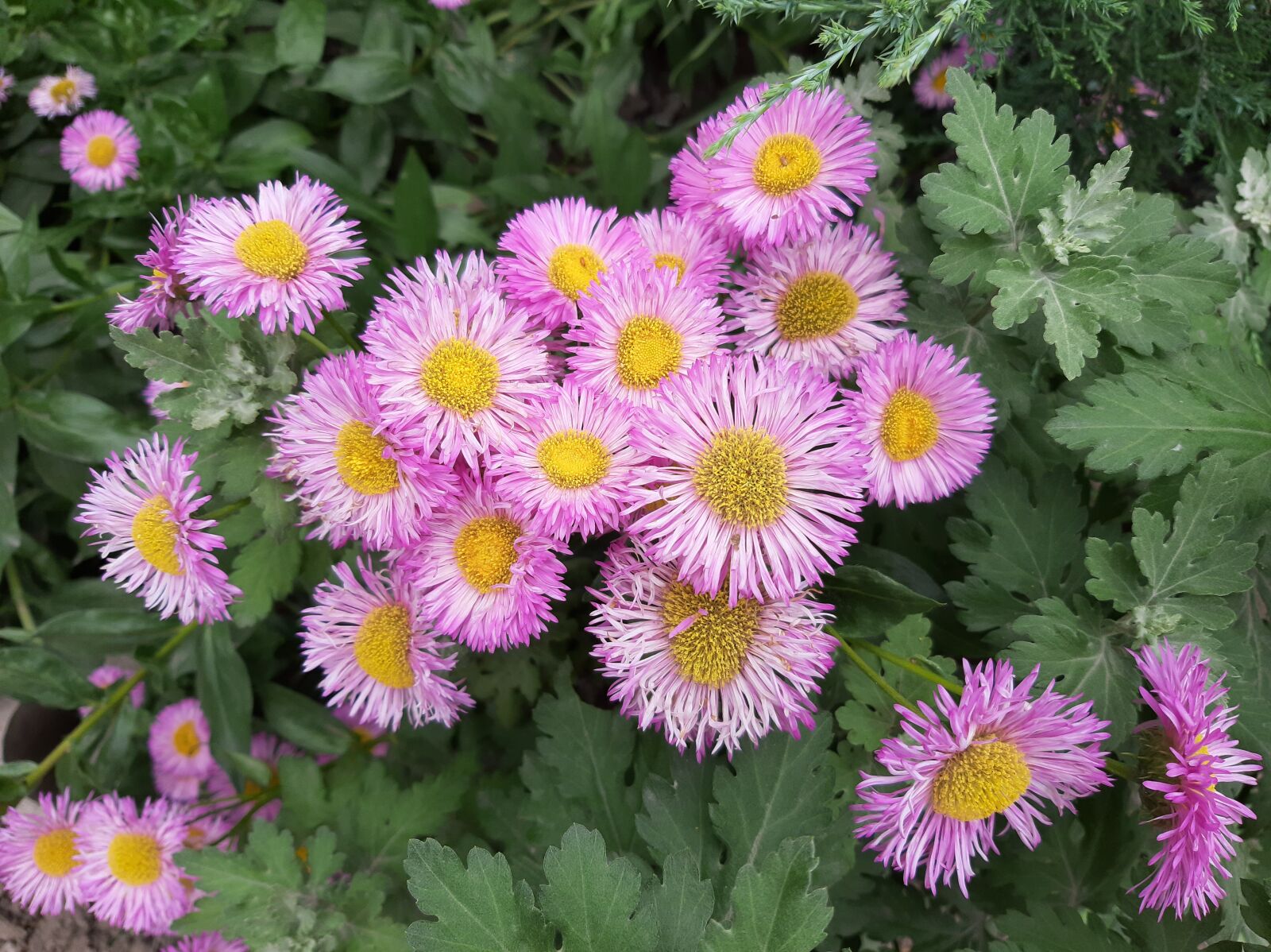 Samsung Galaxy A50 sample photo. Flowers, summer, nature photography
