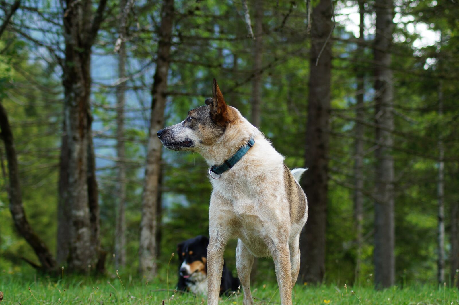 Sony SLT-A58 sample photo. Dog, forest, animal photography
