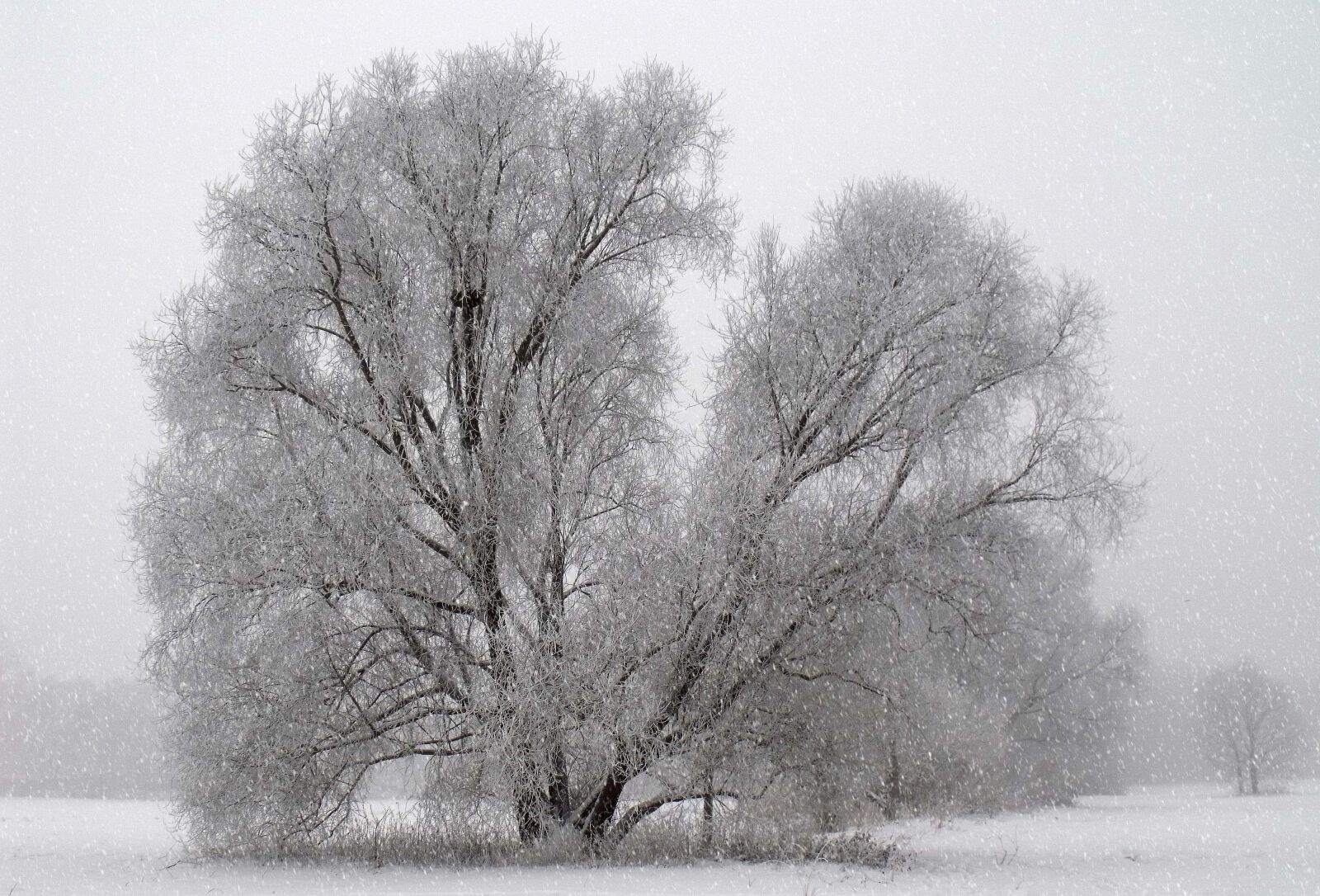 Fujifilm FinePix S1500 sample photo. Season, winter, tree photography