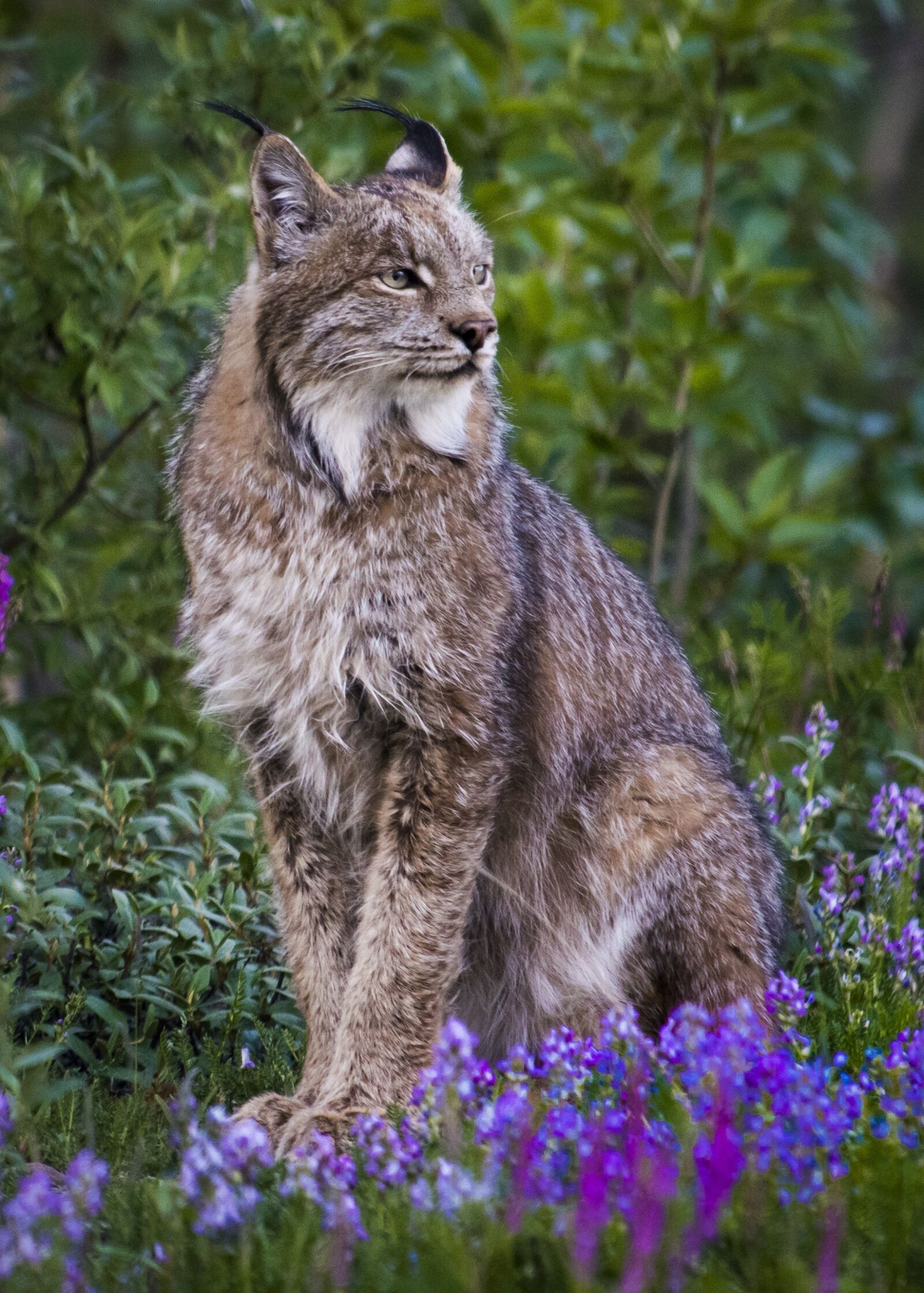 Nikon D500 sample photo. Bobcat, lynx, wildlife photography