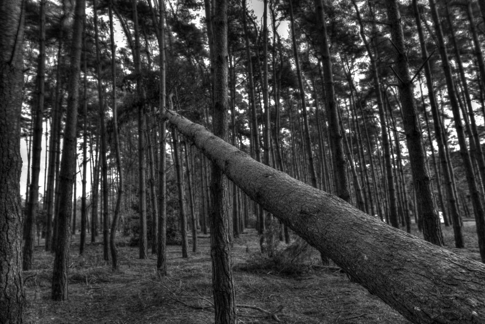 Canon EOS 5D Mark III sample photo. Tree, fallen, wood photography