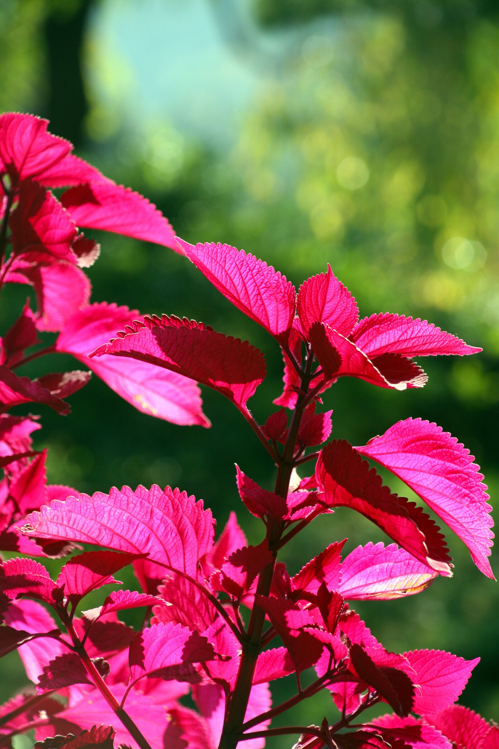 Canon EOS 5D sample photo. Autumn, flowers, pink photography