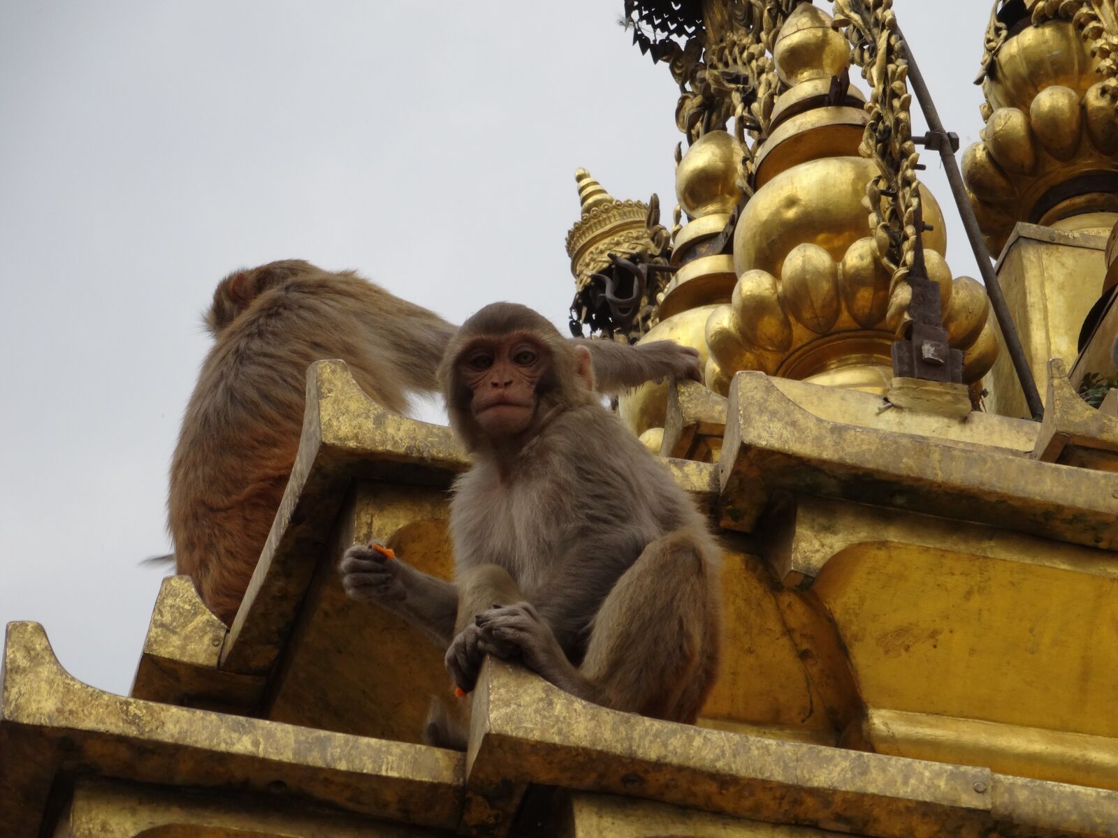 Sony Cyber-shot DSC-WX300 sample photo. Monkey, swayambhunath, kathmandu photography