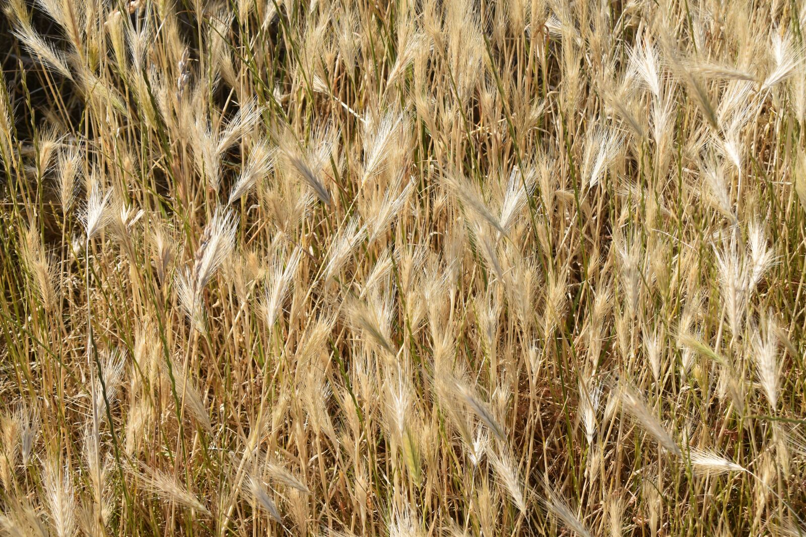 Nikon D5600 sample photo. Wheats, wheat fields, strands photography