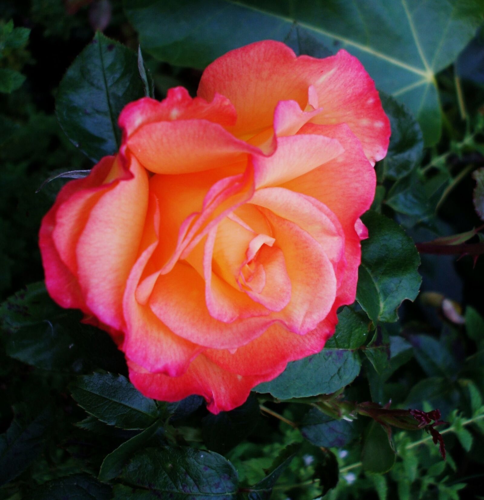 Fujifilm FinePix A600 sample photo. Rose, plant, garden photography