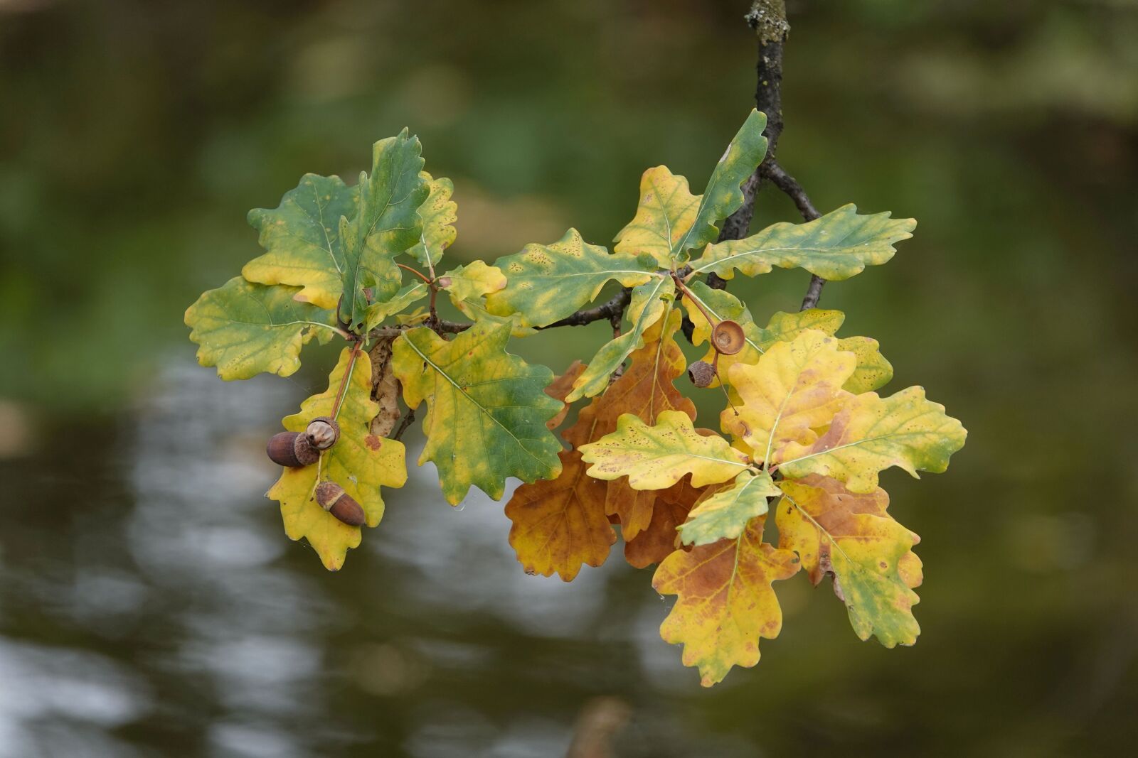 Sony Cyber-shot DSC-RX10 IV sample photo. Leaves, acorn, autumn photography