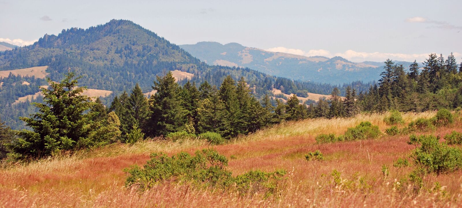 Nikon D60 sample photo. California, summer, landscape photography