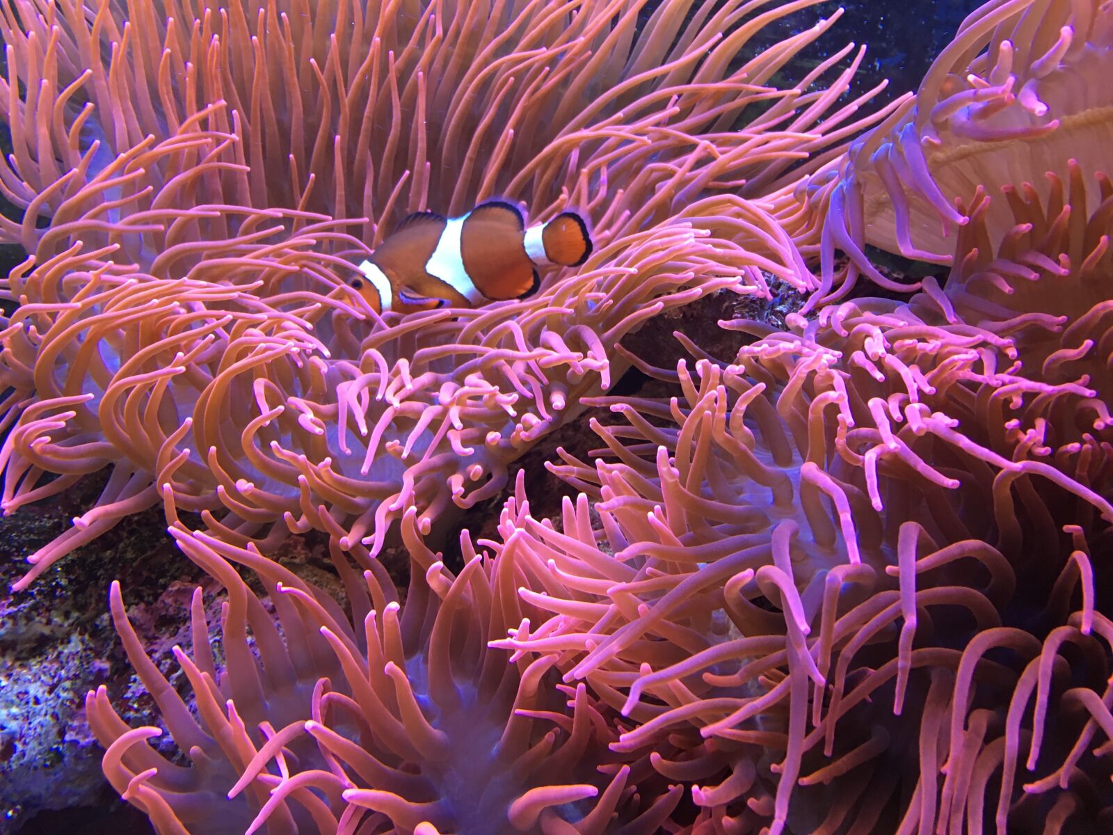 Apple iPhone 6s sample photo. Aquarium, fish, underwater world photography
