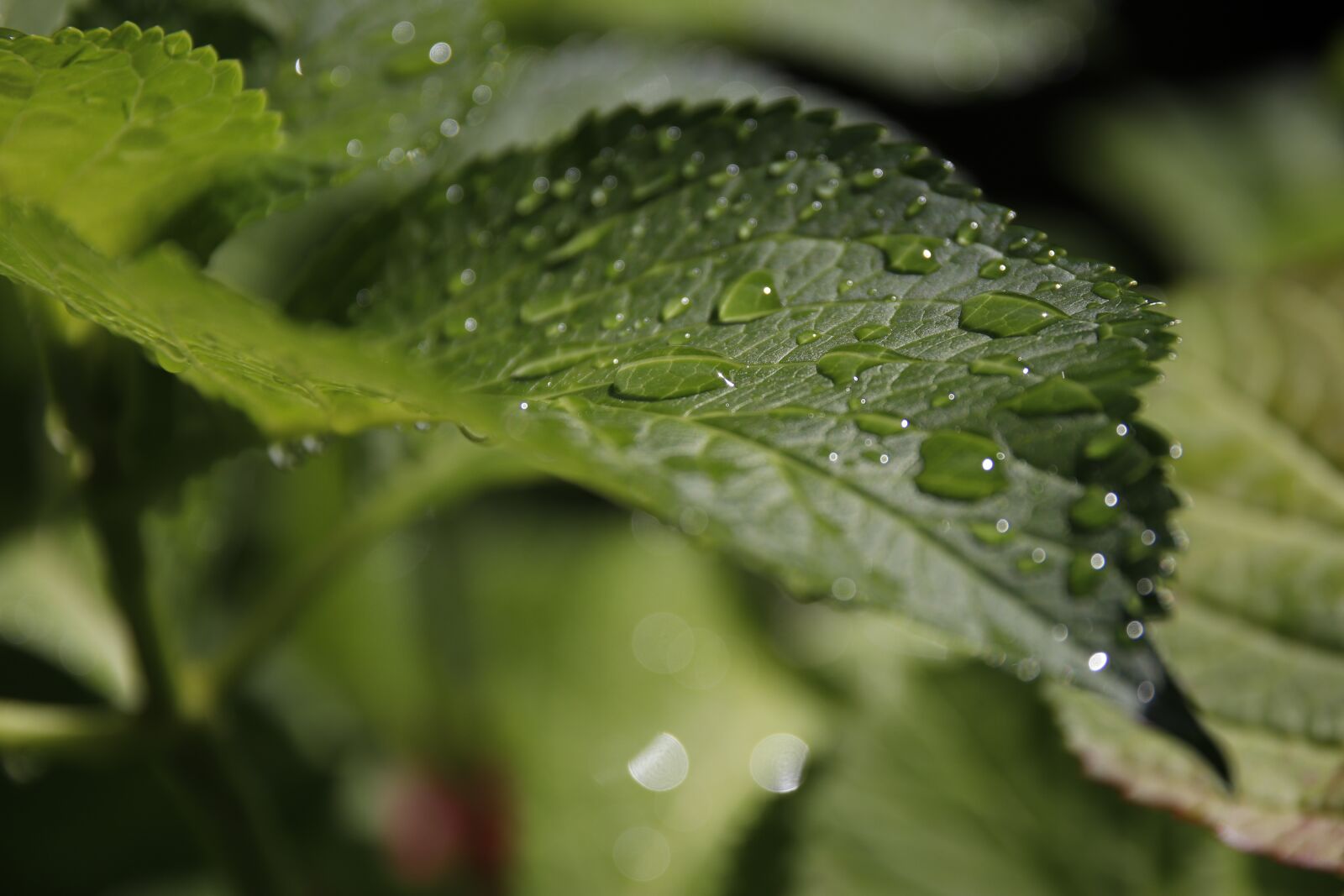Canon EOS 77D (EOS 9000D / EOS 770D) sample photo. Green leaf, leaf, green photography