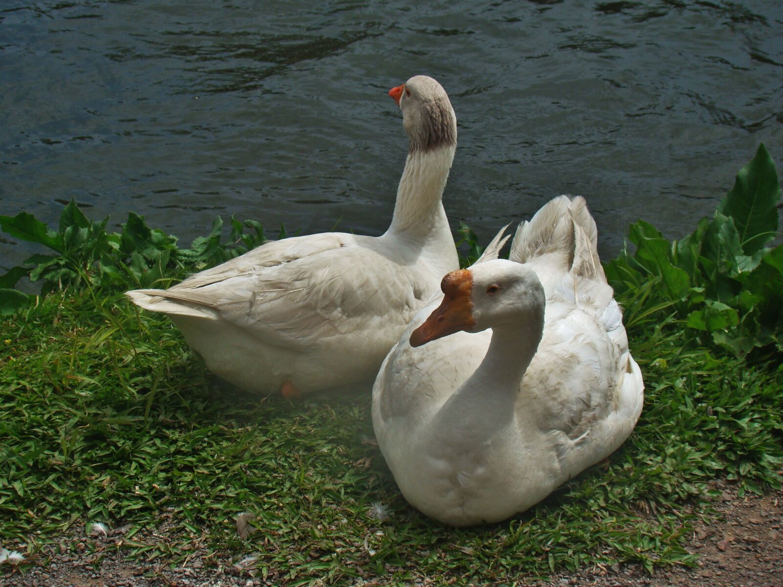 Sony Cyber-shot DSC-H50 sample photo. Ducks, lake, water photography