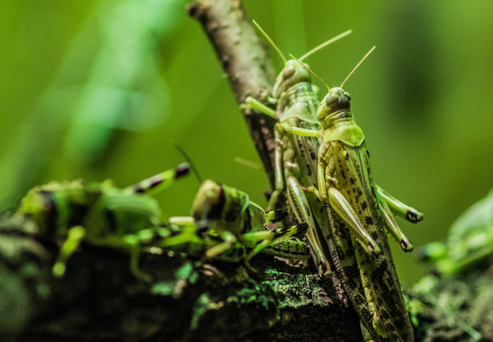 Pentax smc D-FA 100mm F2.8 Macro WR sample photo. Locusts, insects, herd photography