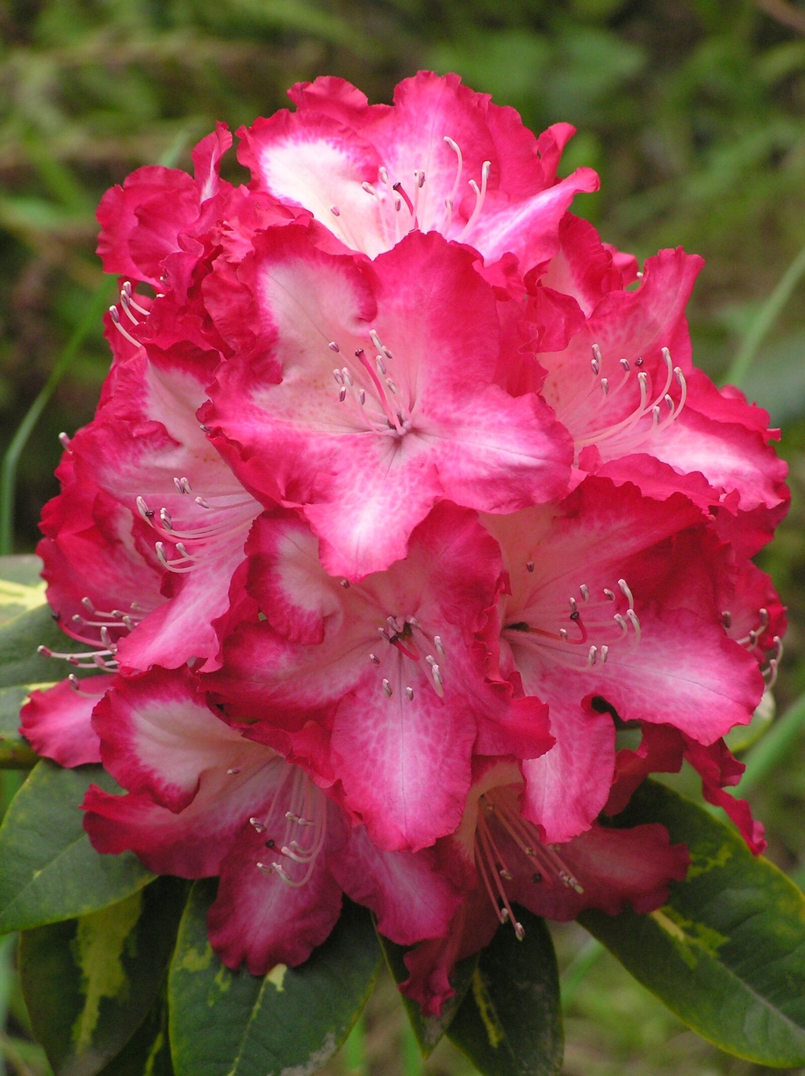 Olympus C750UZ sample photo. Flower, rhododendron, pink photography