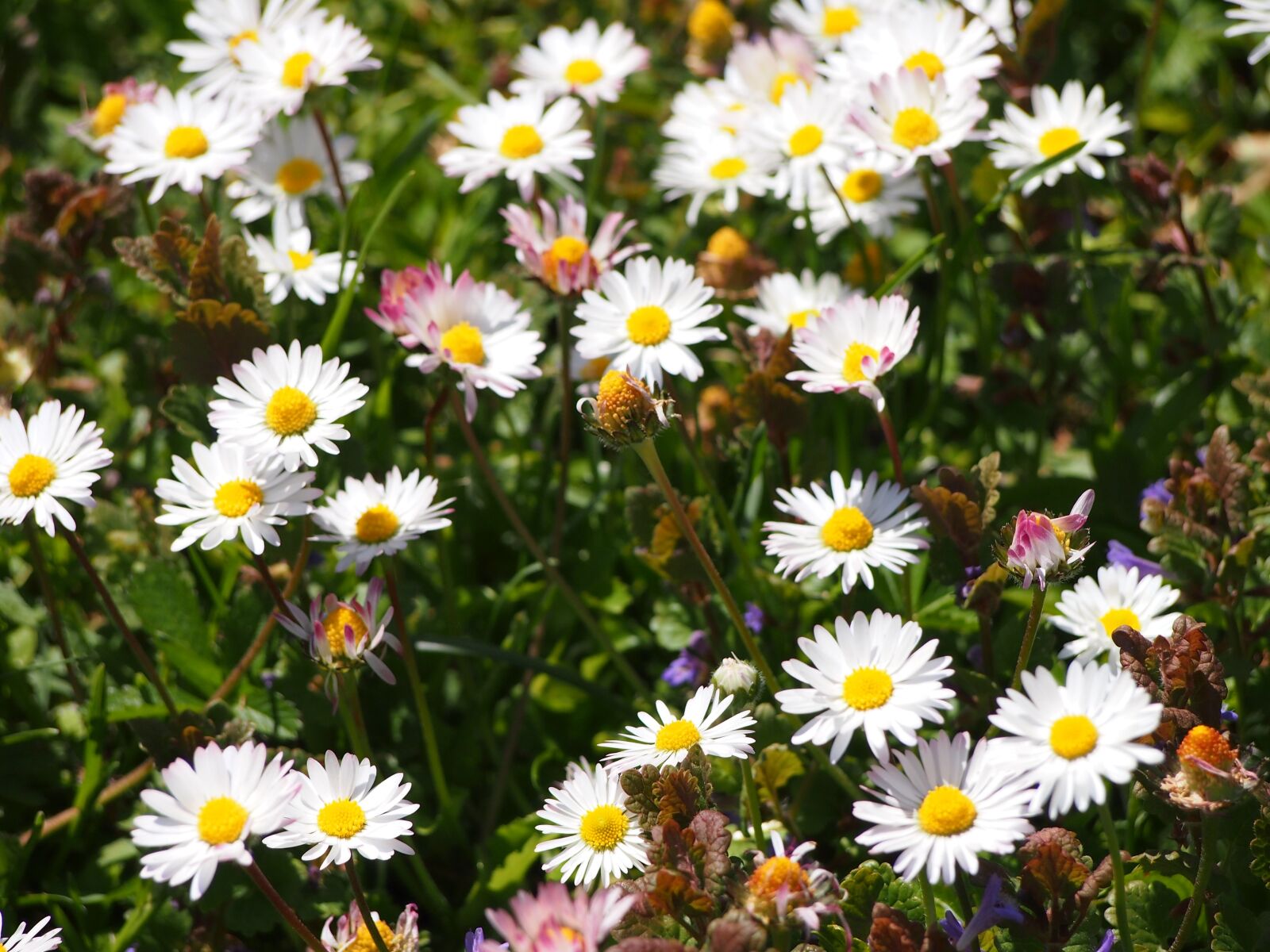 Olympus PEN E-PM1 sample photo. Flowers, flower meadow, thompson photography