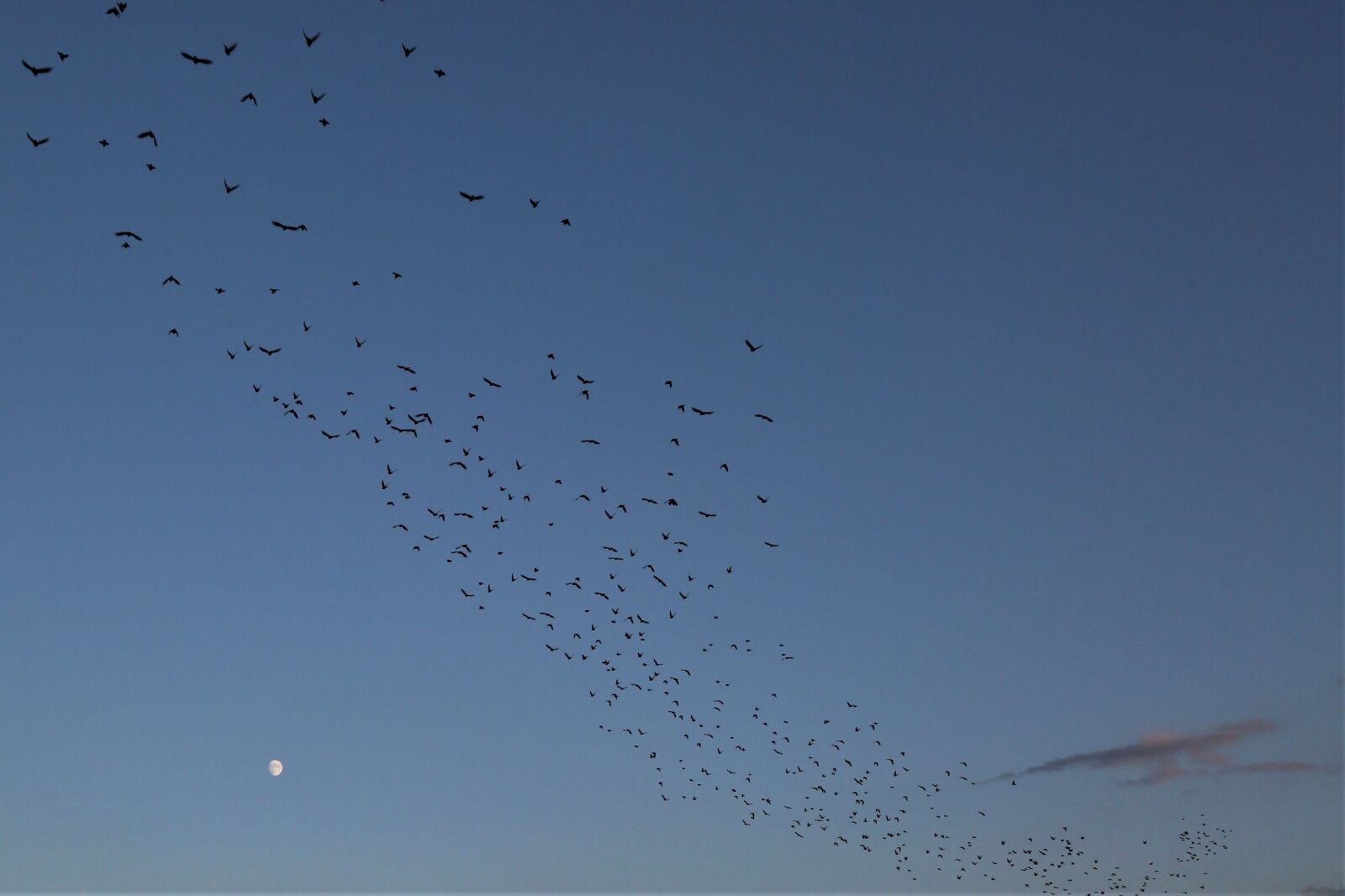 Canon EF 24-105mm F4L IS USM sample photo. Birds, sky, month photography