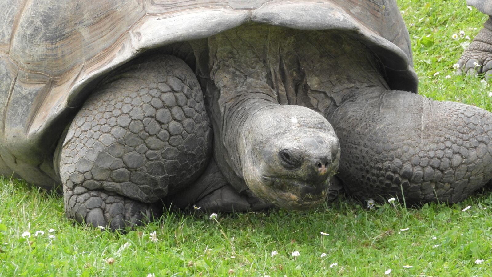 Nikon Coolpix P610 sample photo. Tortoise, detail of head photography