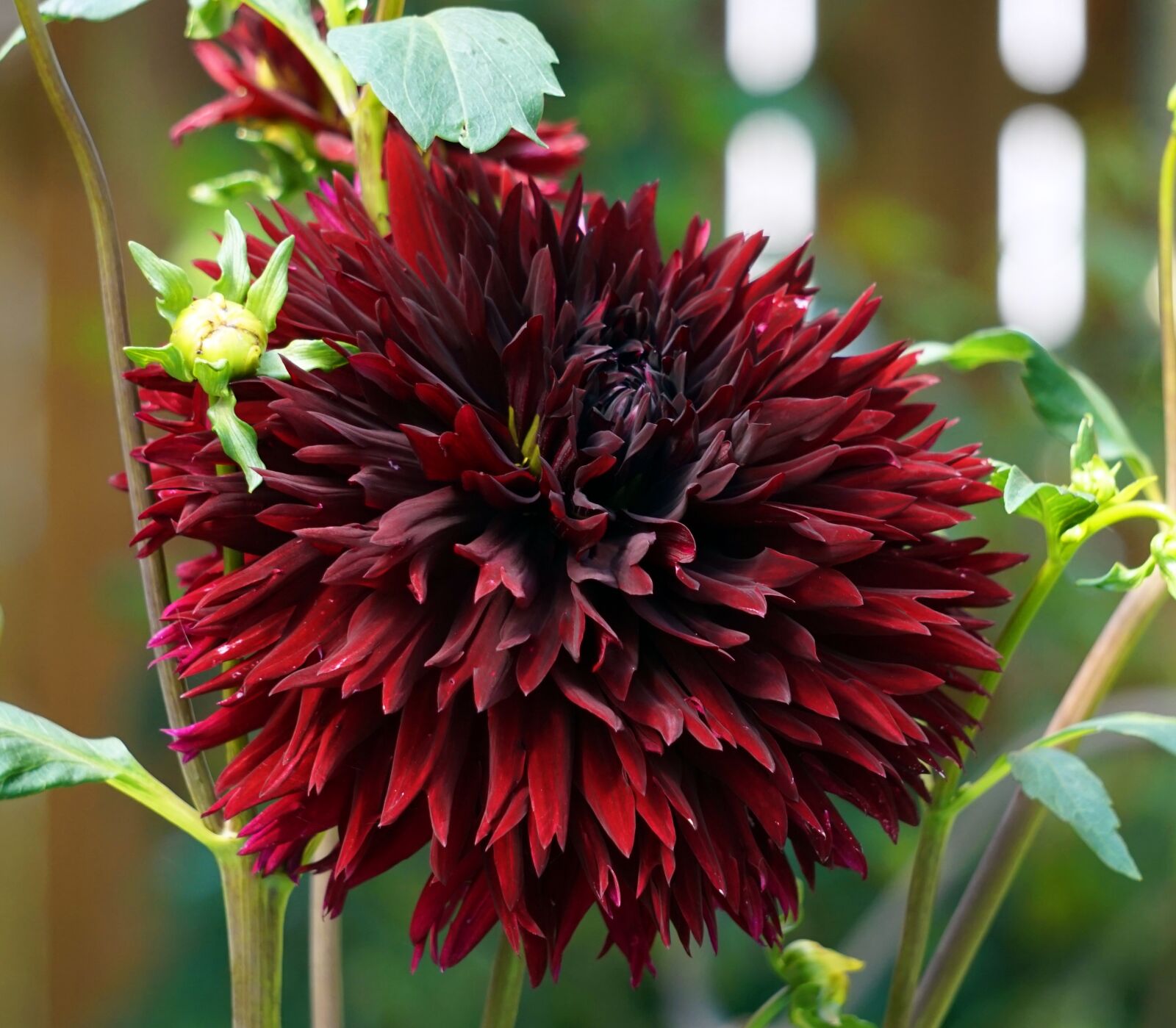 Sony Alpha a5000 (ILCE 5000) + Sony E 55-210mm F4.5-6.3 OSS sample photo. Dahlia, blossom, bloom photography