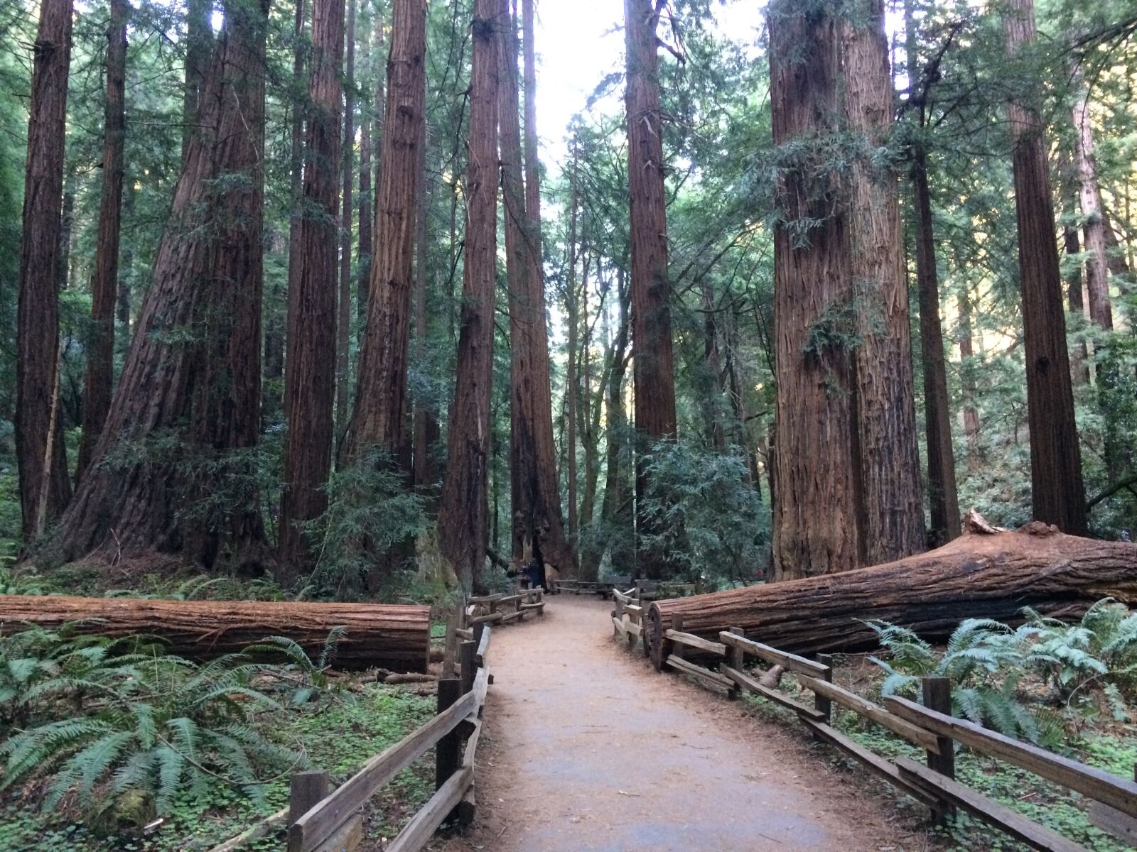 Apple iPhone 5s sample photo. Brown, forest, muir, woods photography