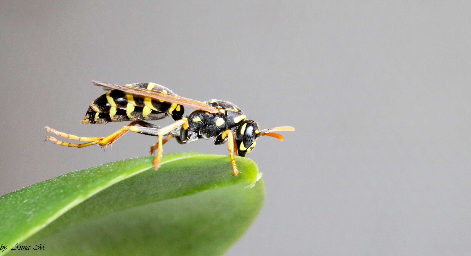 Canon EOS 70D sample photo. Wasp, insect, macro photography