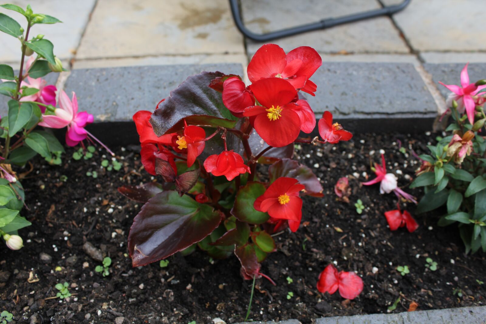 Canon EOS 550D (EOS Rebel T2i / EOS Kiss X4) sample photo. Flower, red flower, plant photography