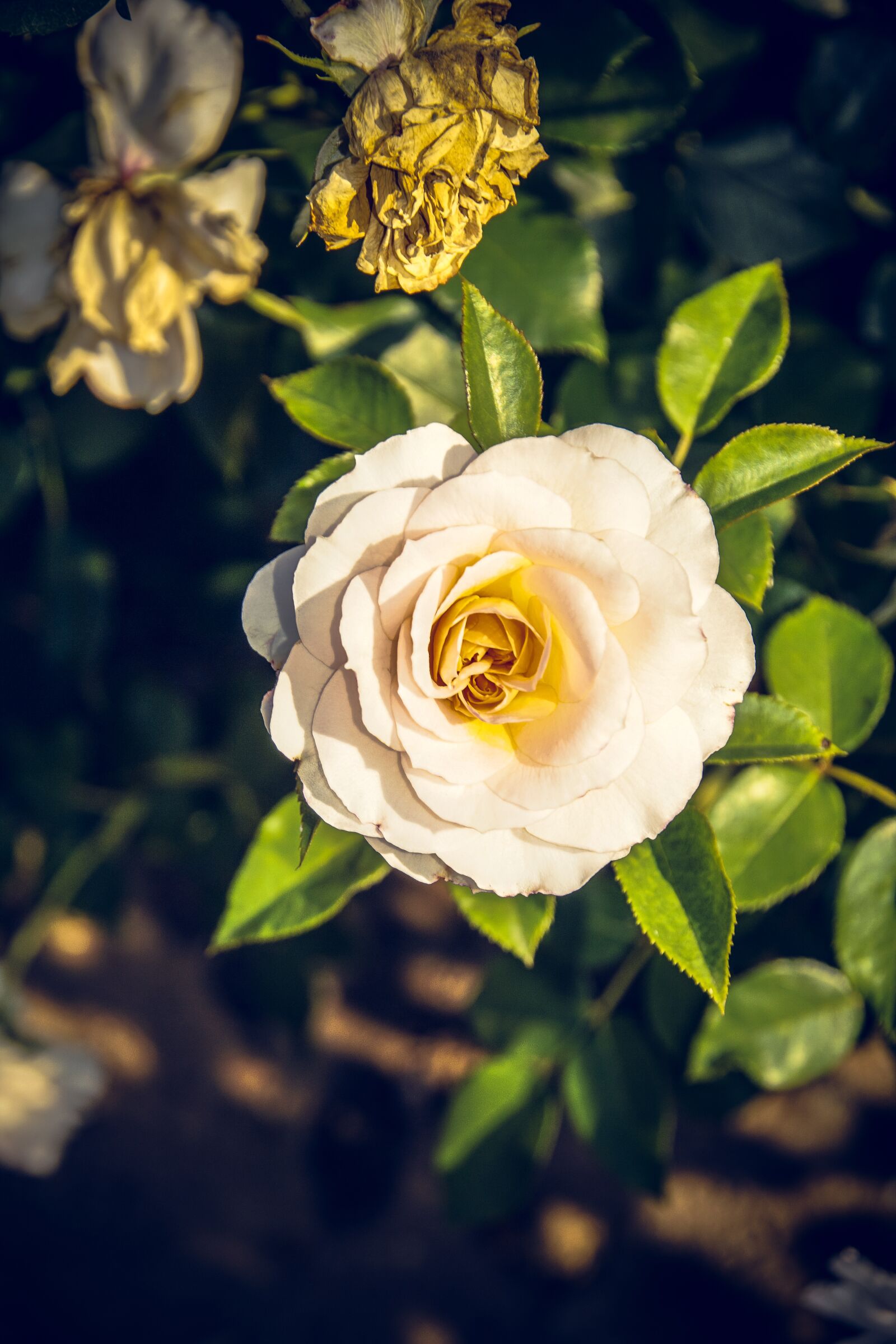 Sony ILCA-77M2 sample photo. Rose, blossom, bloom photography