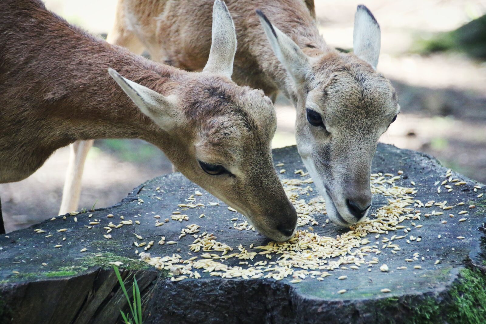 Canon EOS 70D sample photo. Does, feeding, beautiful photography