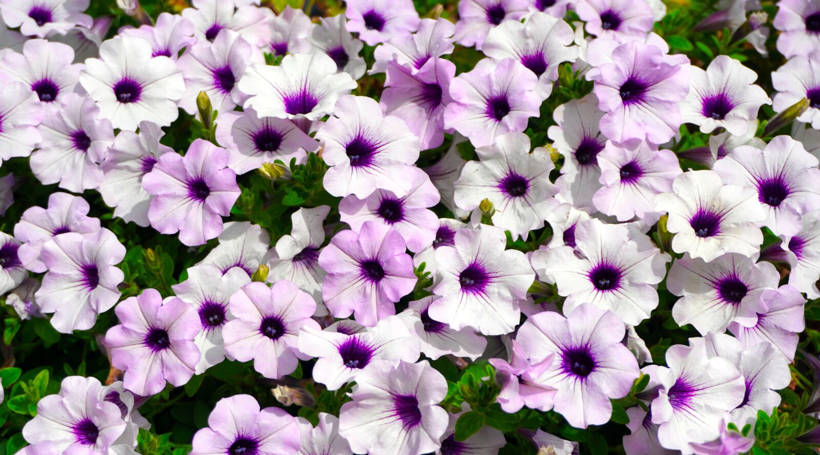 Sony a6400 sample photo. Petunia, purple, blossom photography