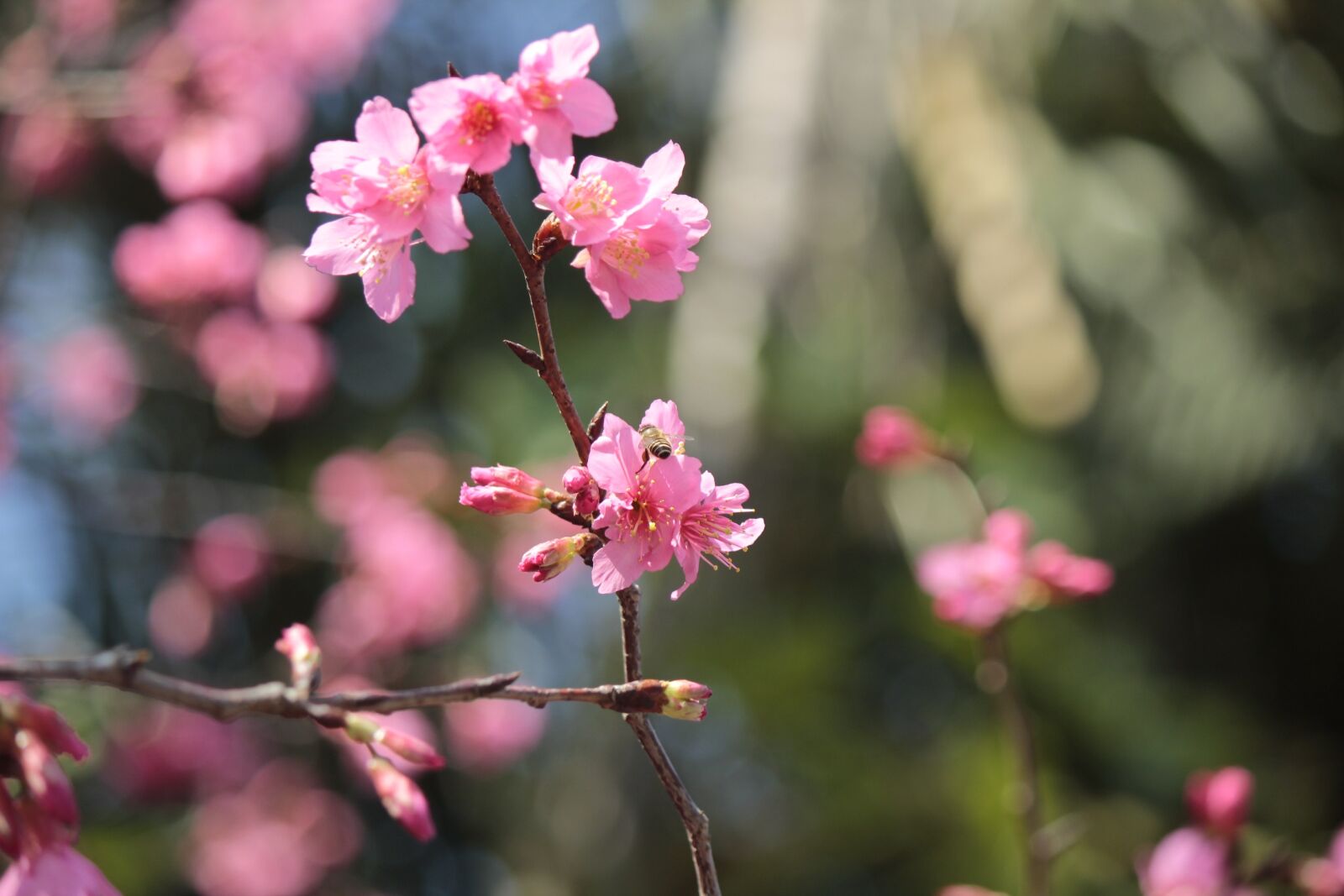 Canon EF-S 55-250mm F4-5.6 IS II sample photo. Wild cherry petals, hua photography