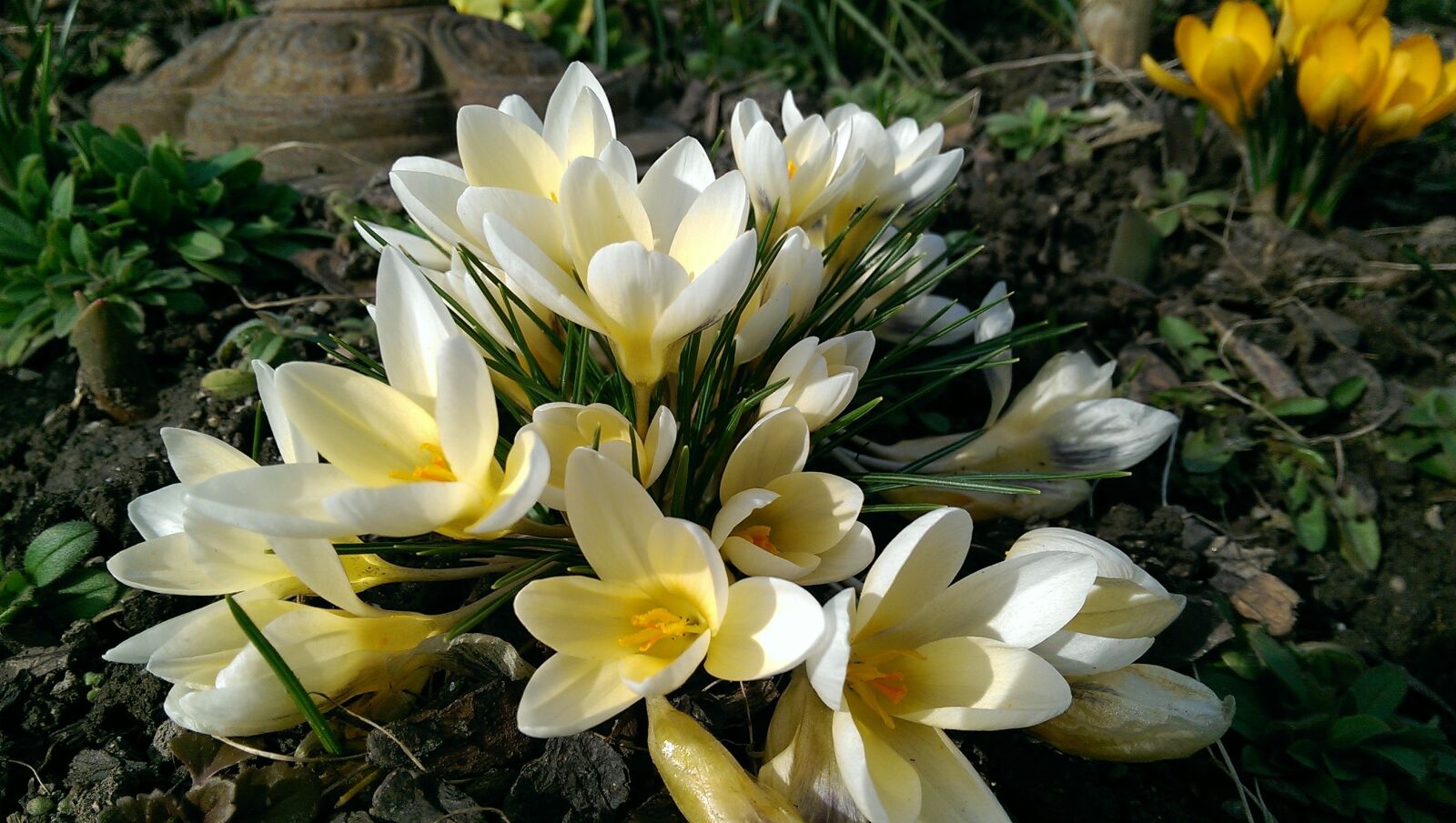 HTC ONE sample photo. Spring, flowers, nature photography