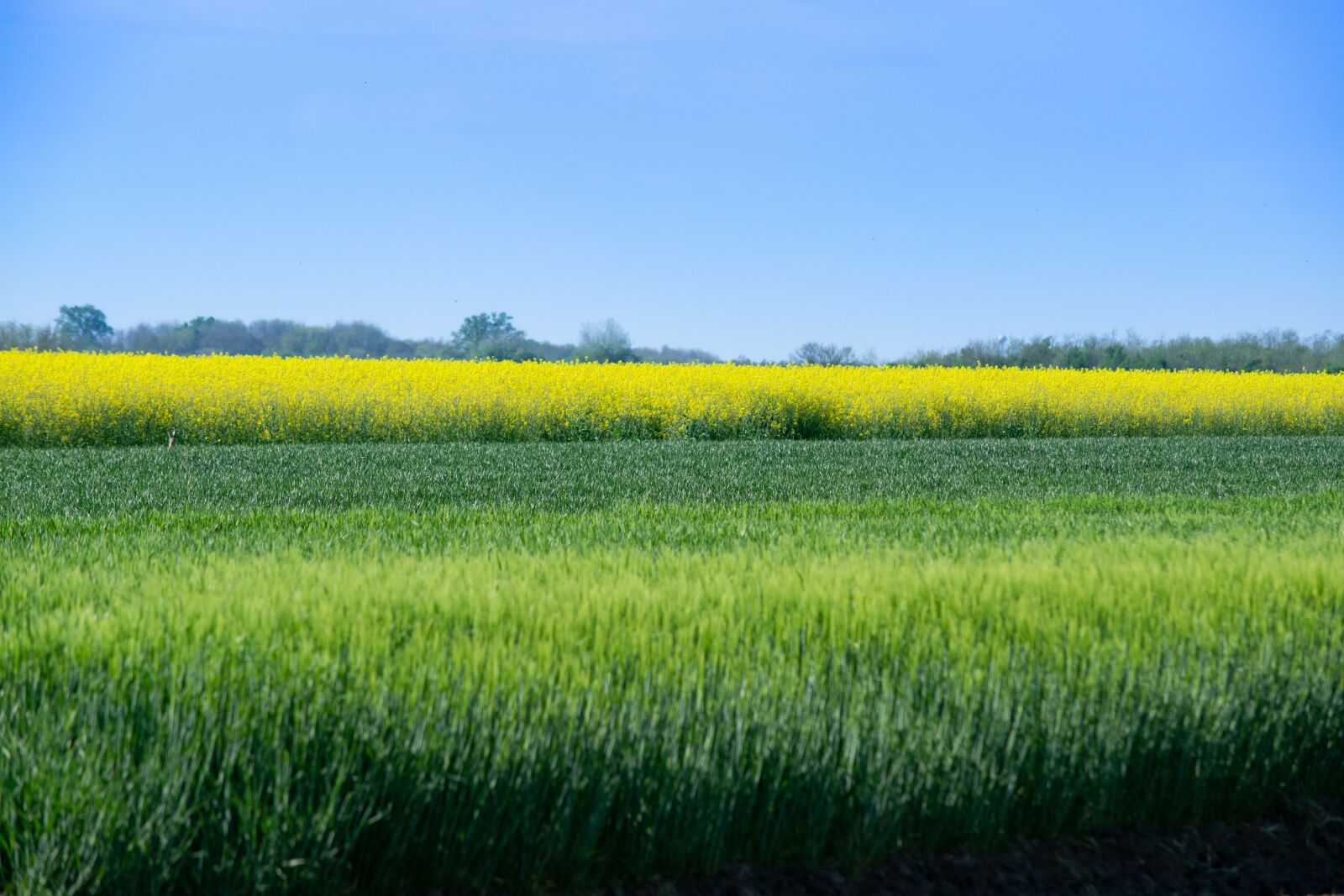 Nikon D3300 sample photo. Green, landscape, nature photography