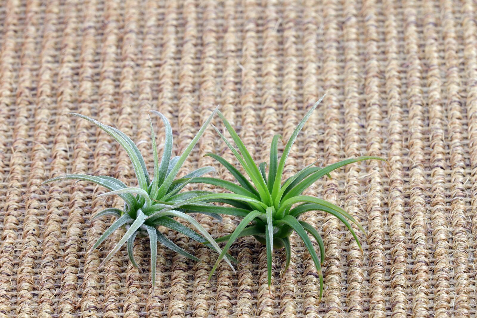 Canon EF 70-200mm F2.8L USM sample photo. Background, plants, green photography