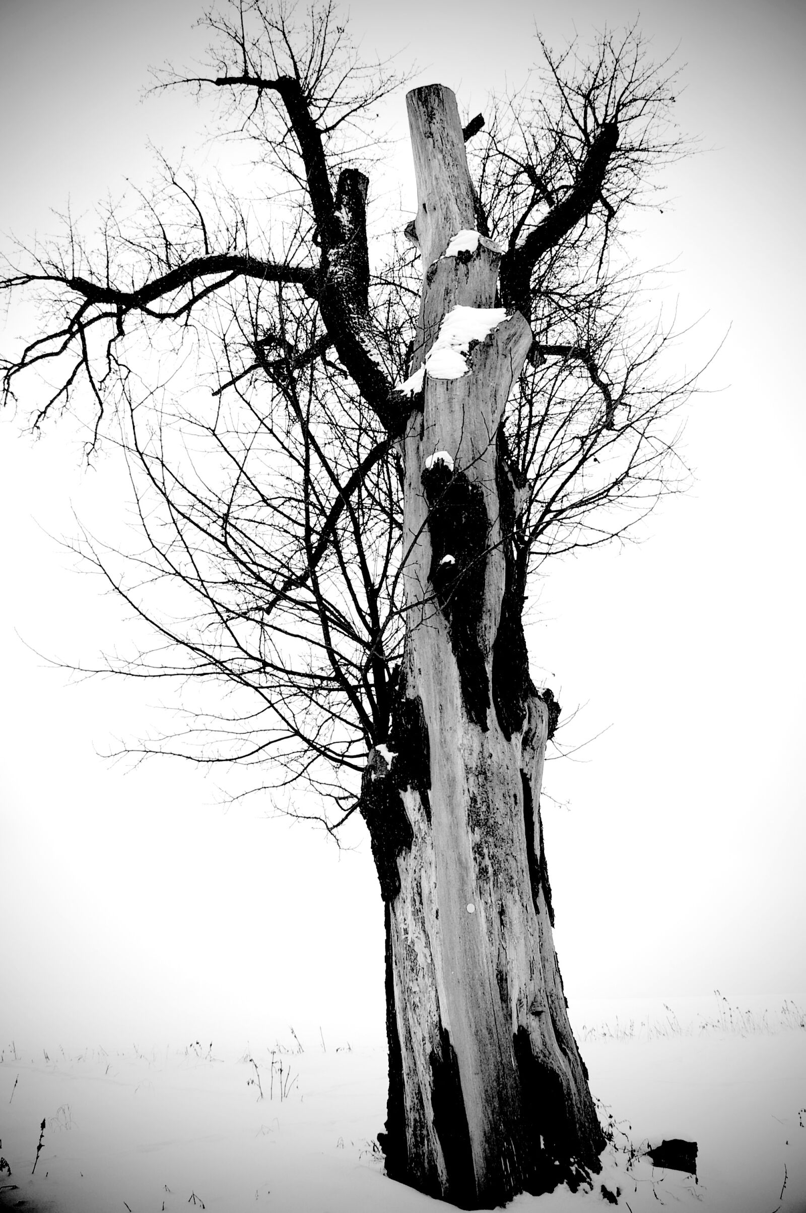 Pentax *ist DL2 sample photo. Tree, wood, tribe photography