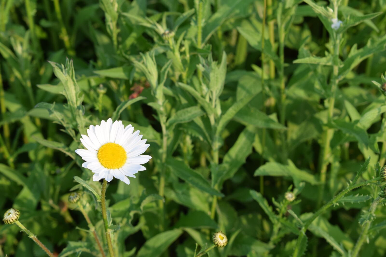 Nikon D3300 sample photo. Daisy, leaves, spring photography