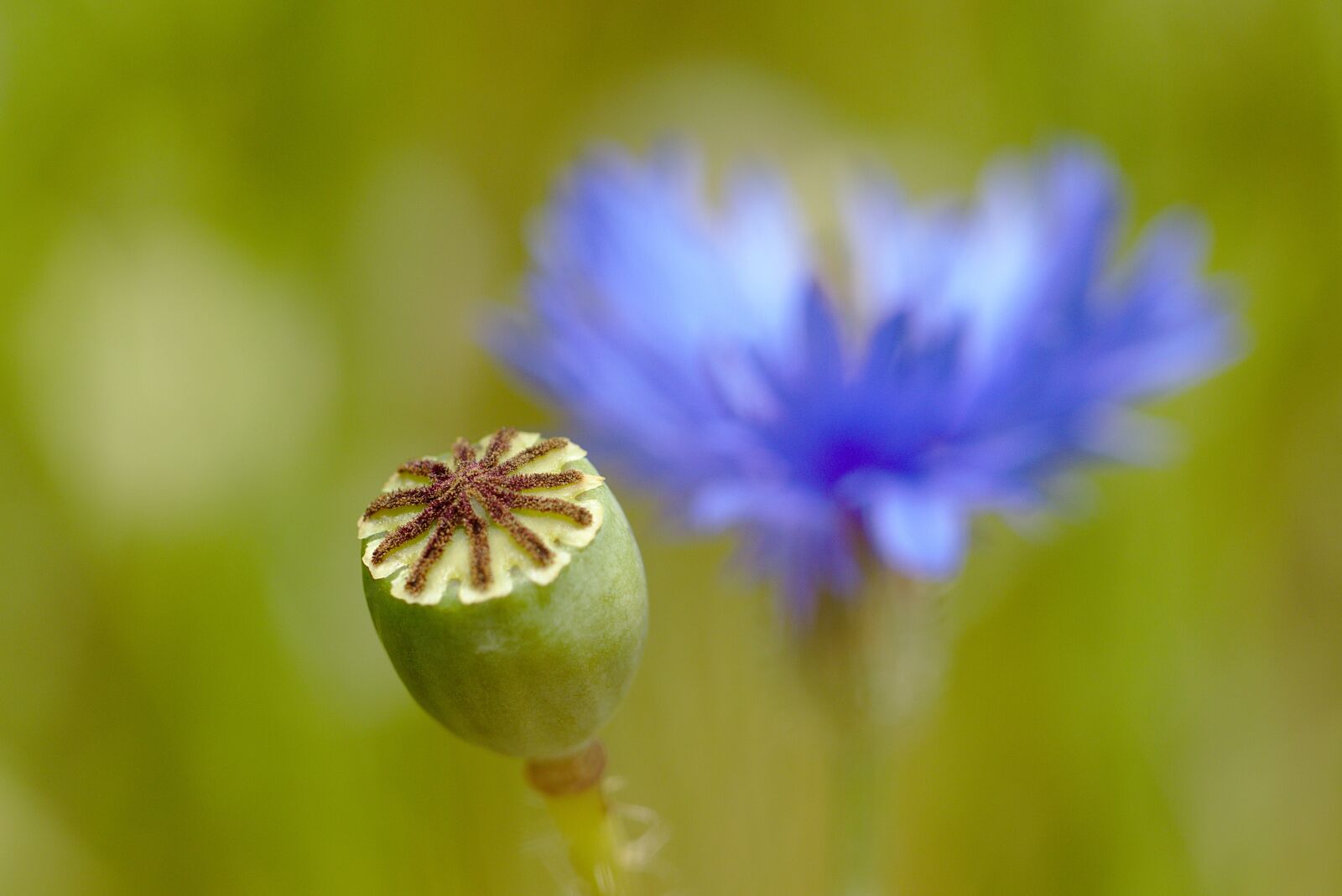 Canon EOS M5 sample photo. Poppy, cornflower, meadow photography
