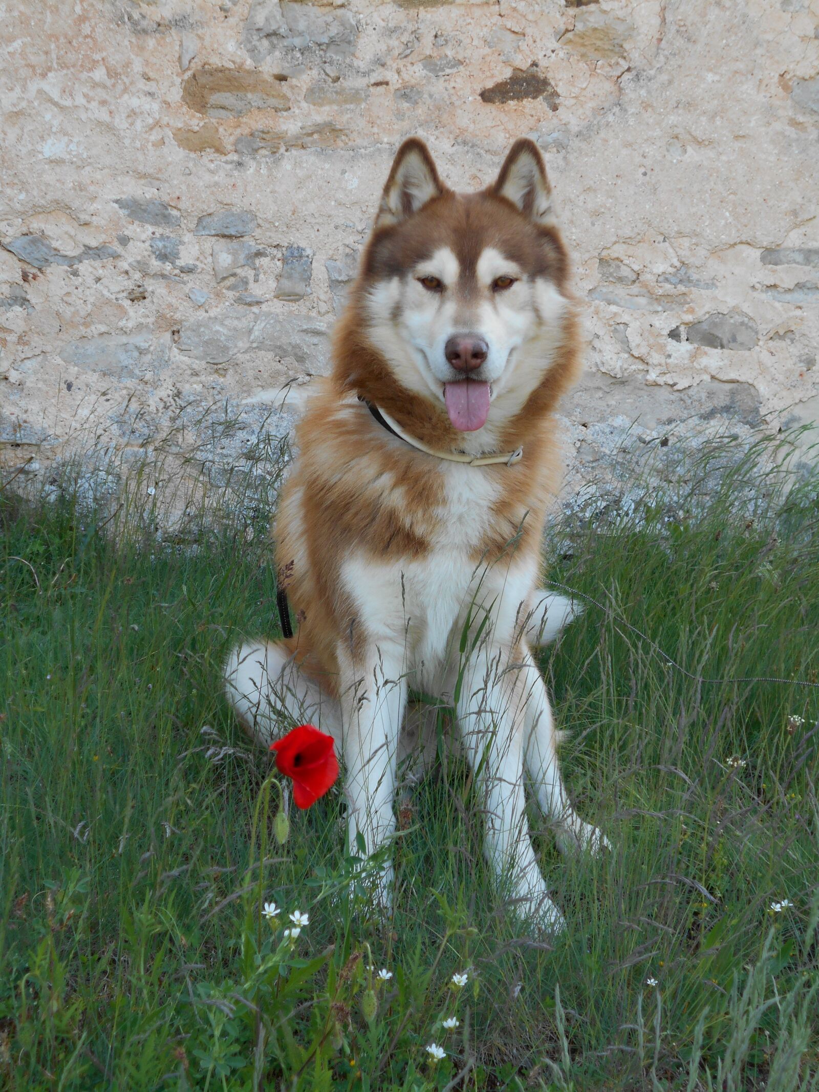 Nikon Coolpix S2900 sample photo. Siberian husky, dog, brown photography