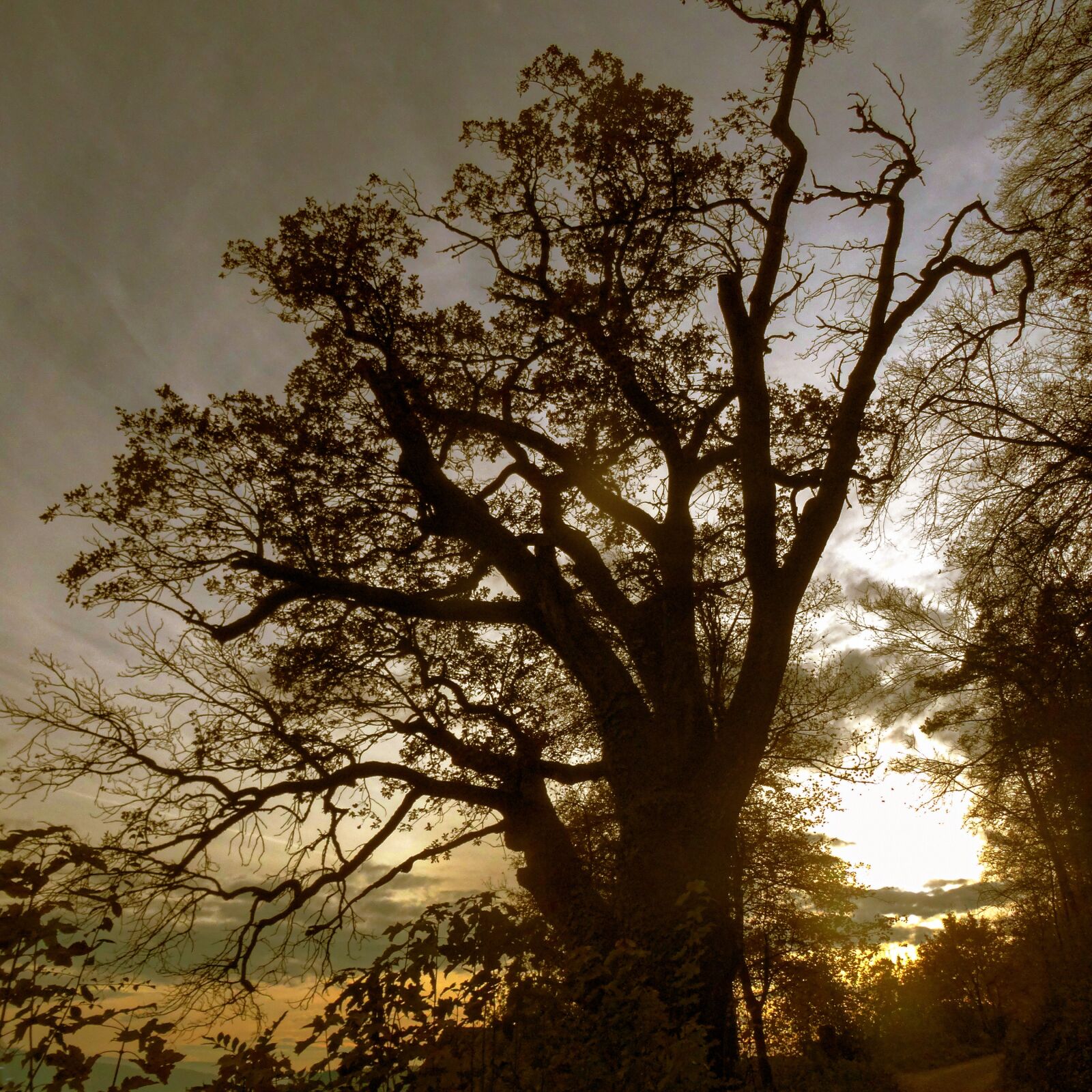 Sony Cyber-shot DSC-HX50V sample photo. Tree, light, mood photography