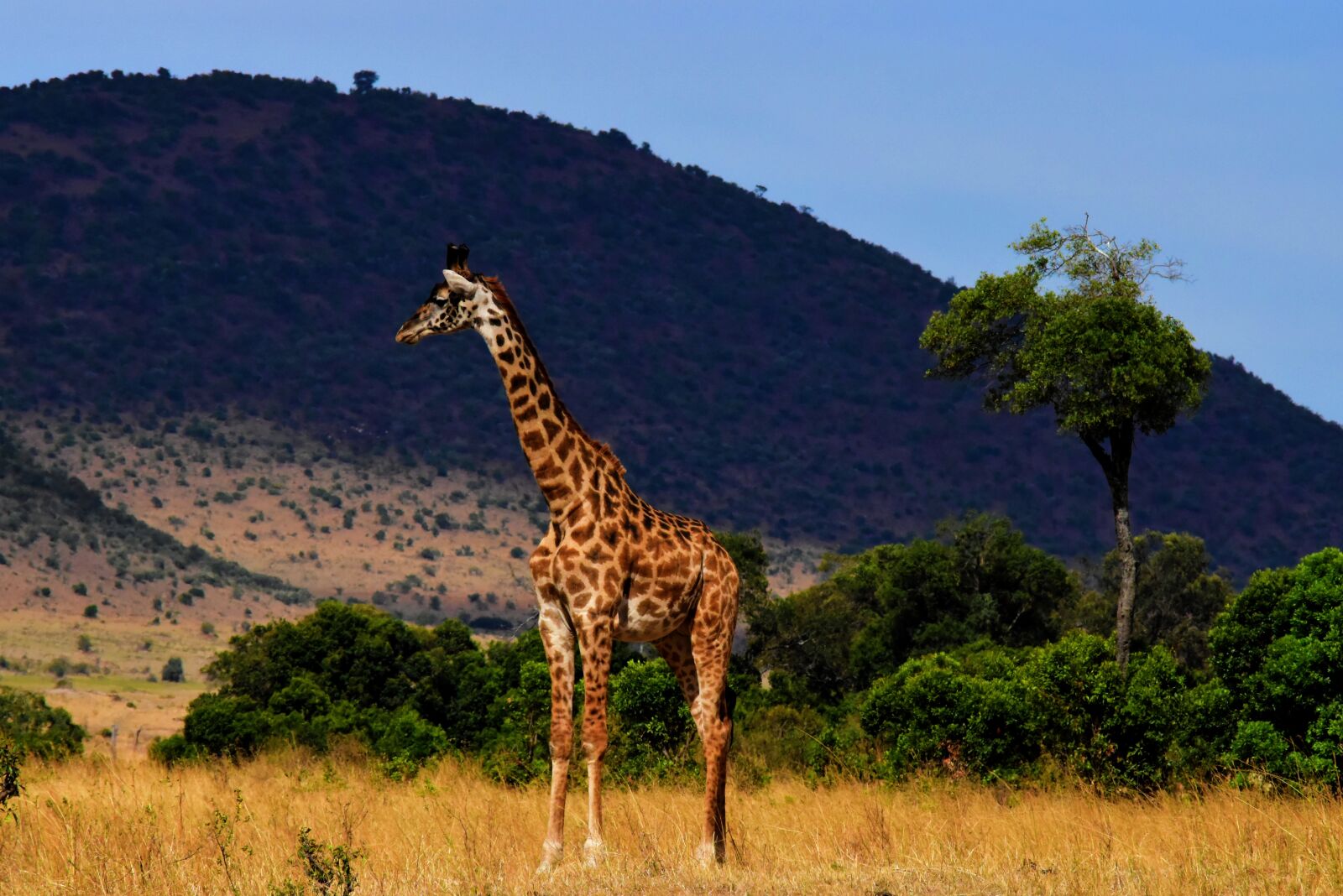 Nikon D5500 sample photo. Wildlife, africa, tanzania photography